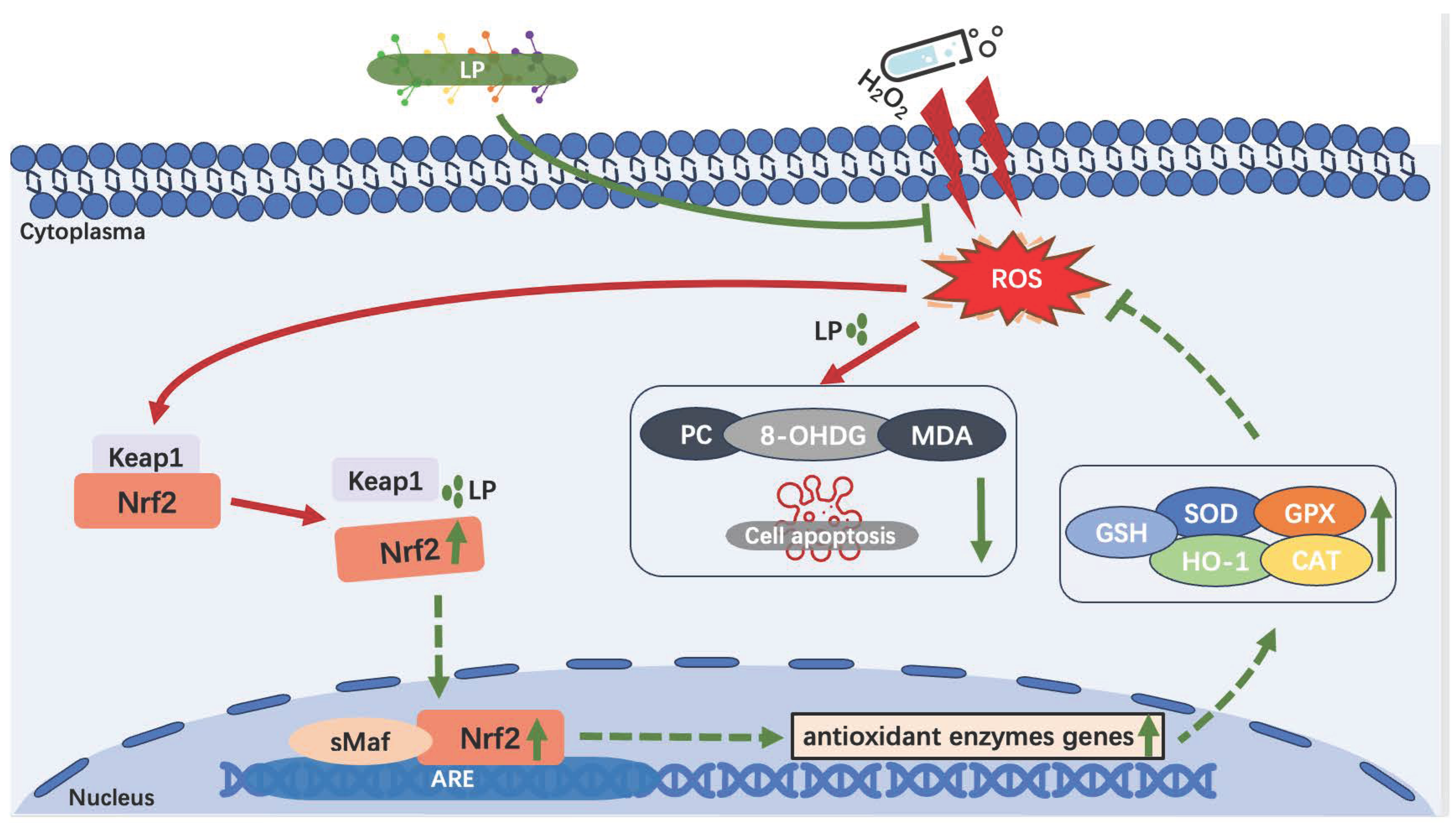 Nutrients 16 02820 g010