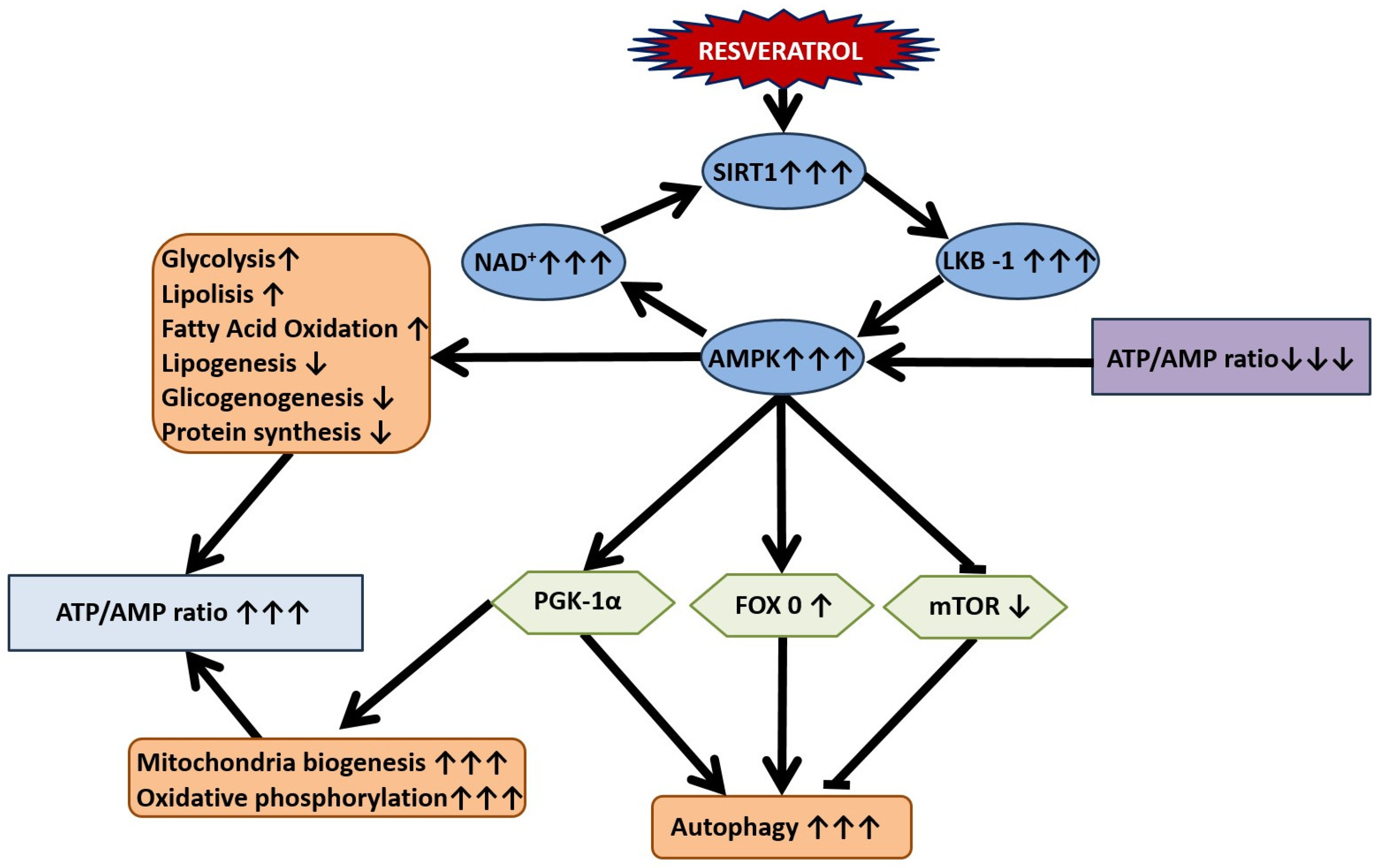Nutrients 16 02856 g003 Nutrients 16 02856 g003