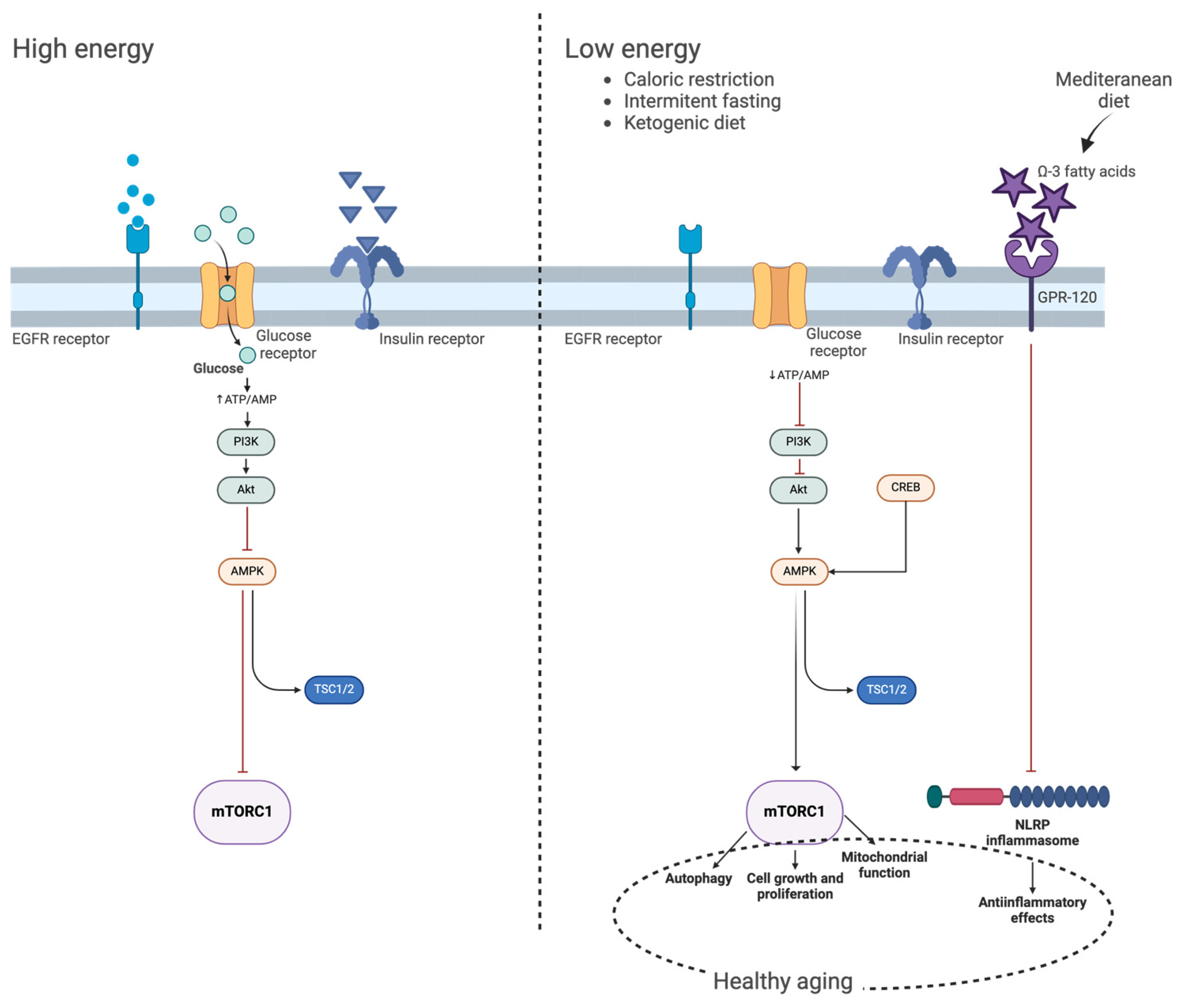 Nutrients 16 02878 g002