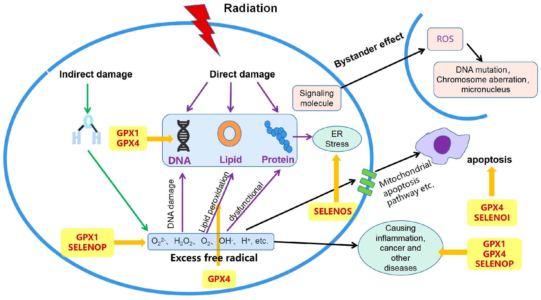 Nutrients 16 02902 g001