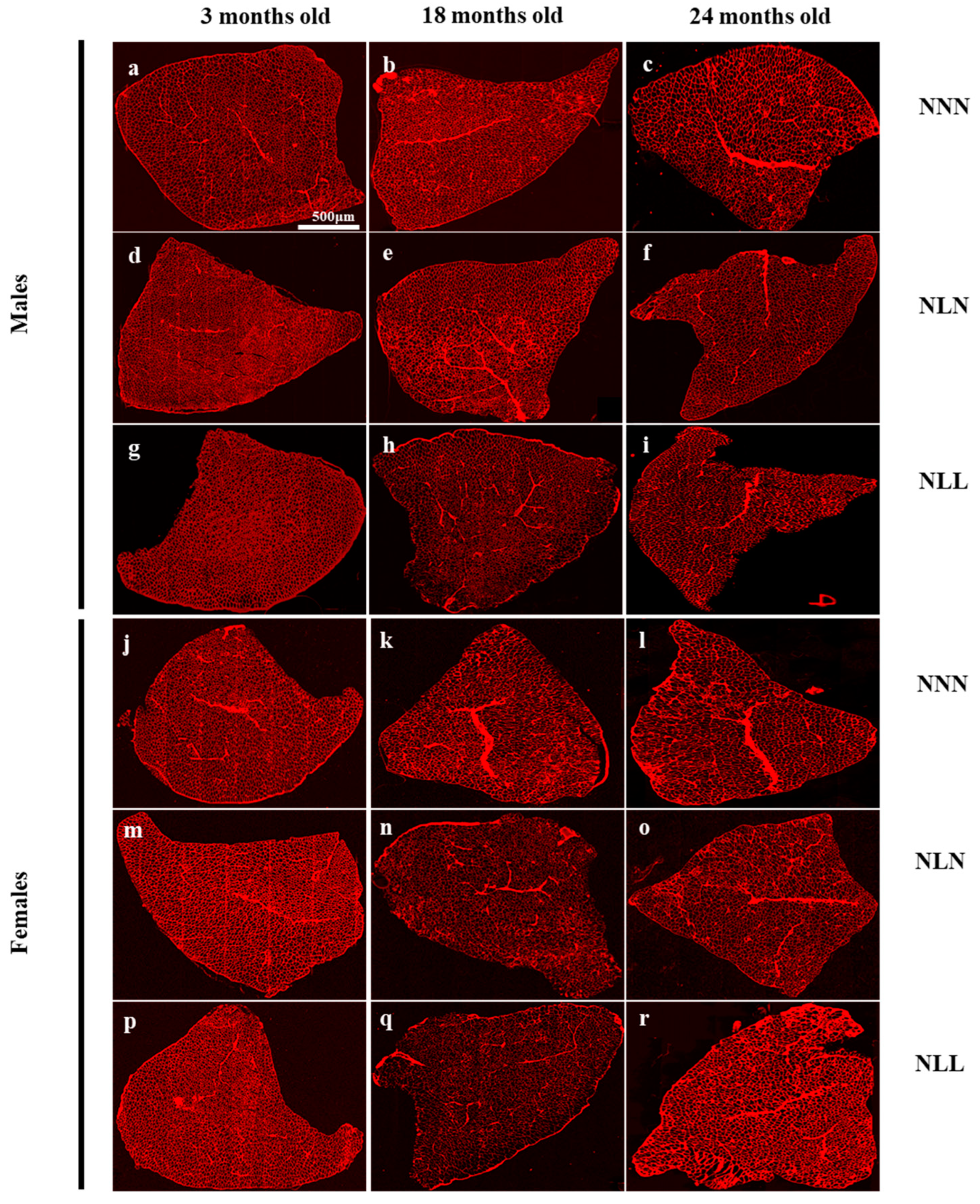 Nutrients 16 02926 g006