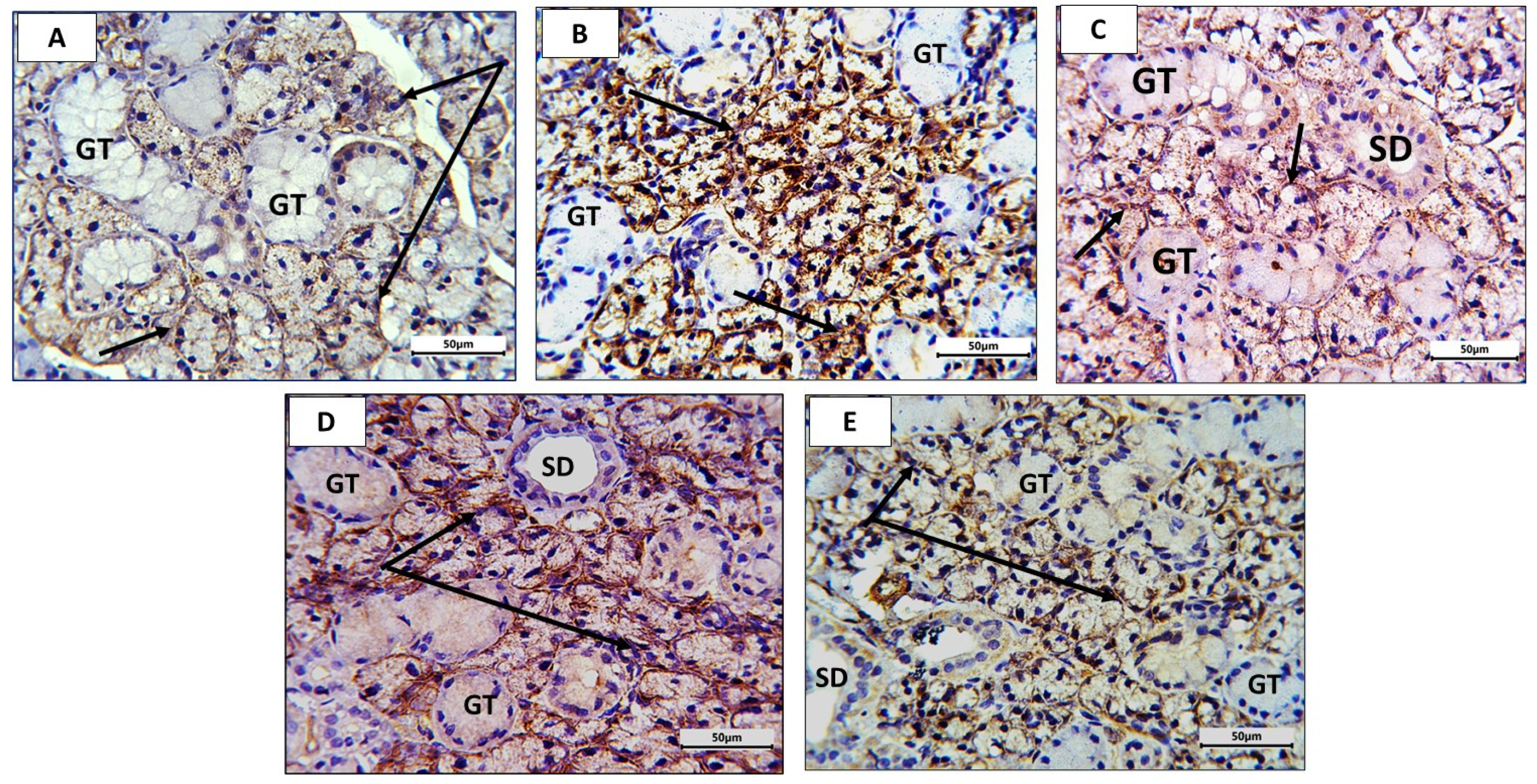 Nutrients 16 02958 g007