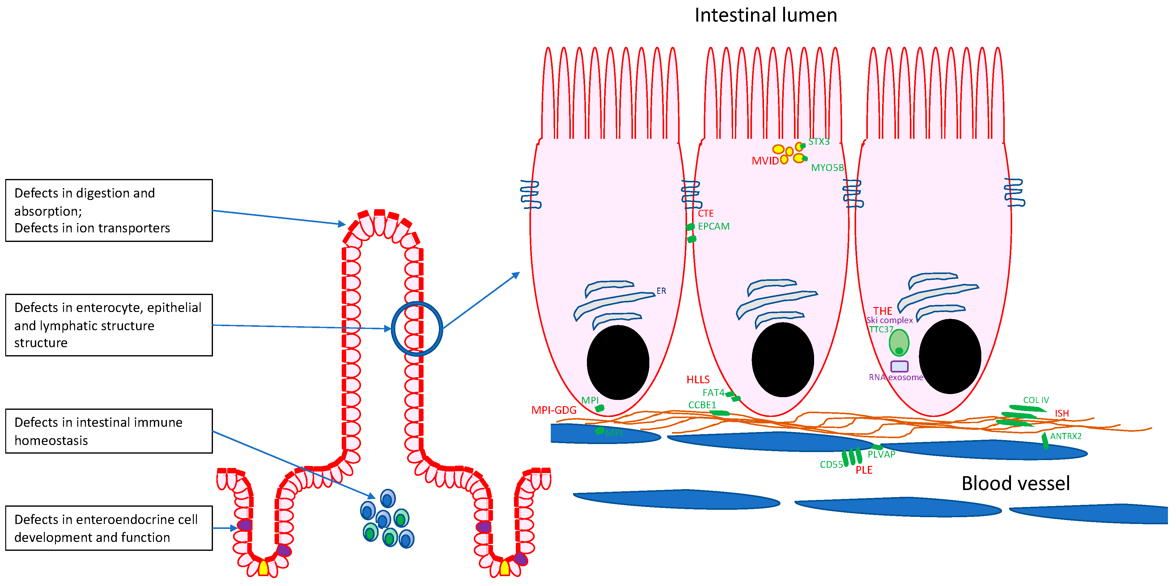 Nutrients 16 02971 g001
