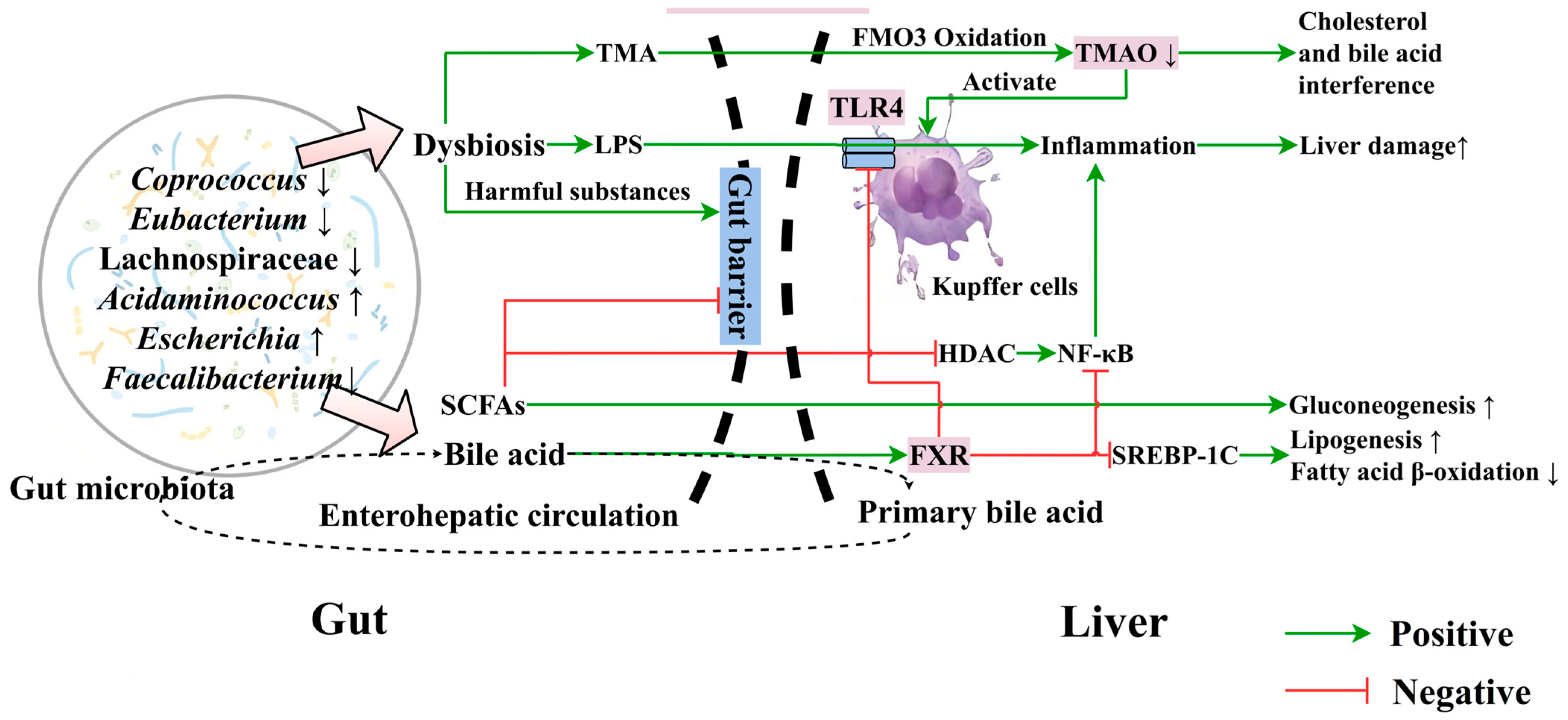 Nutrients 16 03061 g002