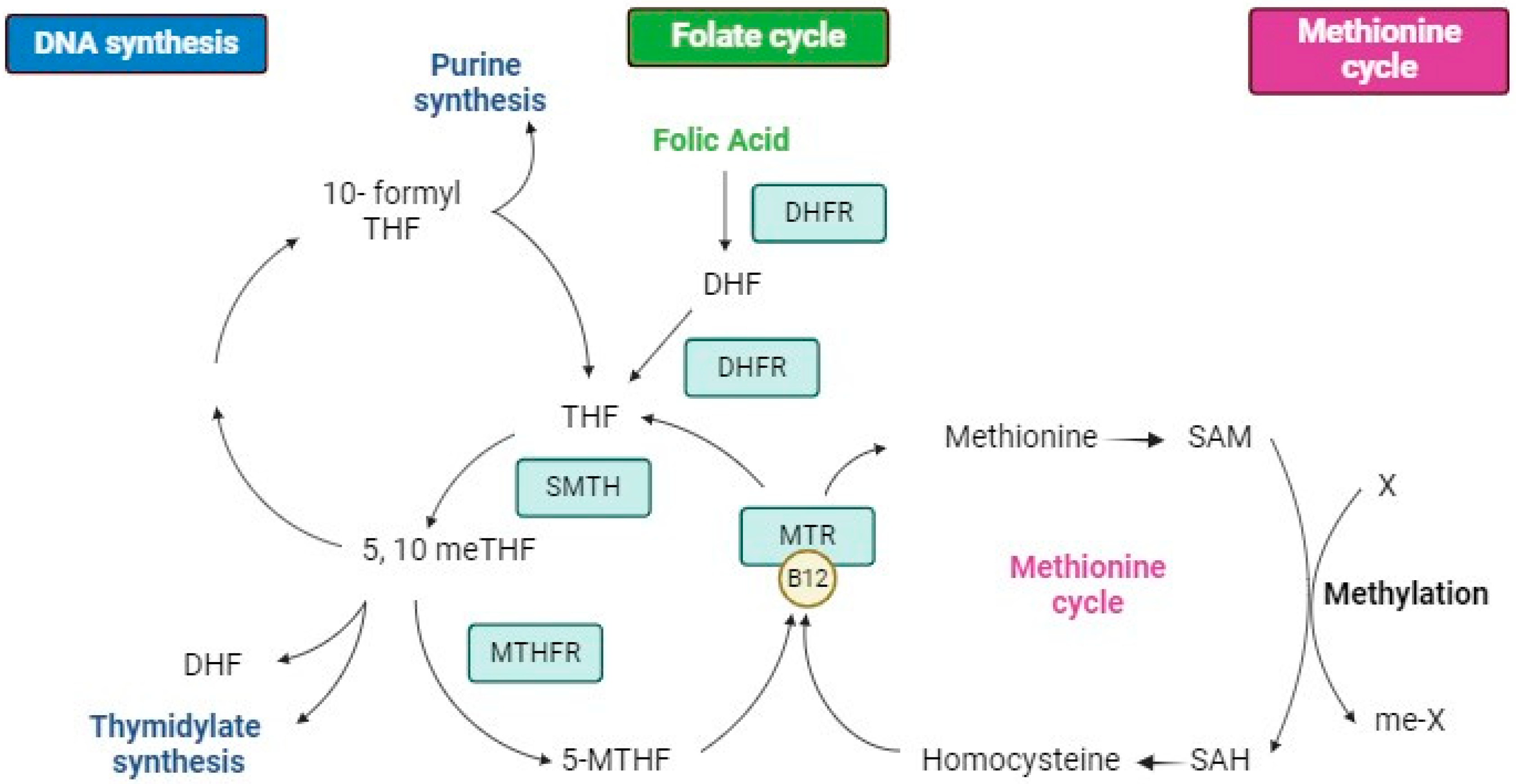 Nutrients 16 03154 g001 Nutrients 16 03154 g001