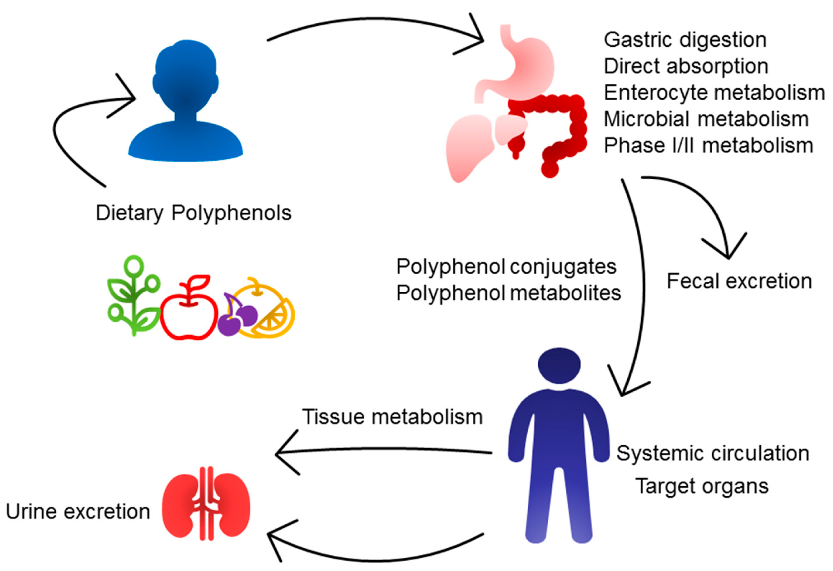 Nutrients 16 03168 g002