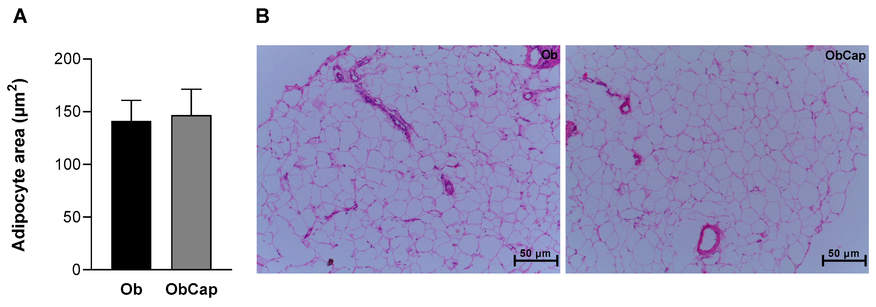Nutrients 16 03183 g004 Nutrients 16 03183 g004