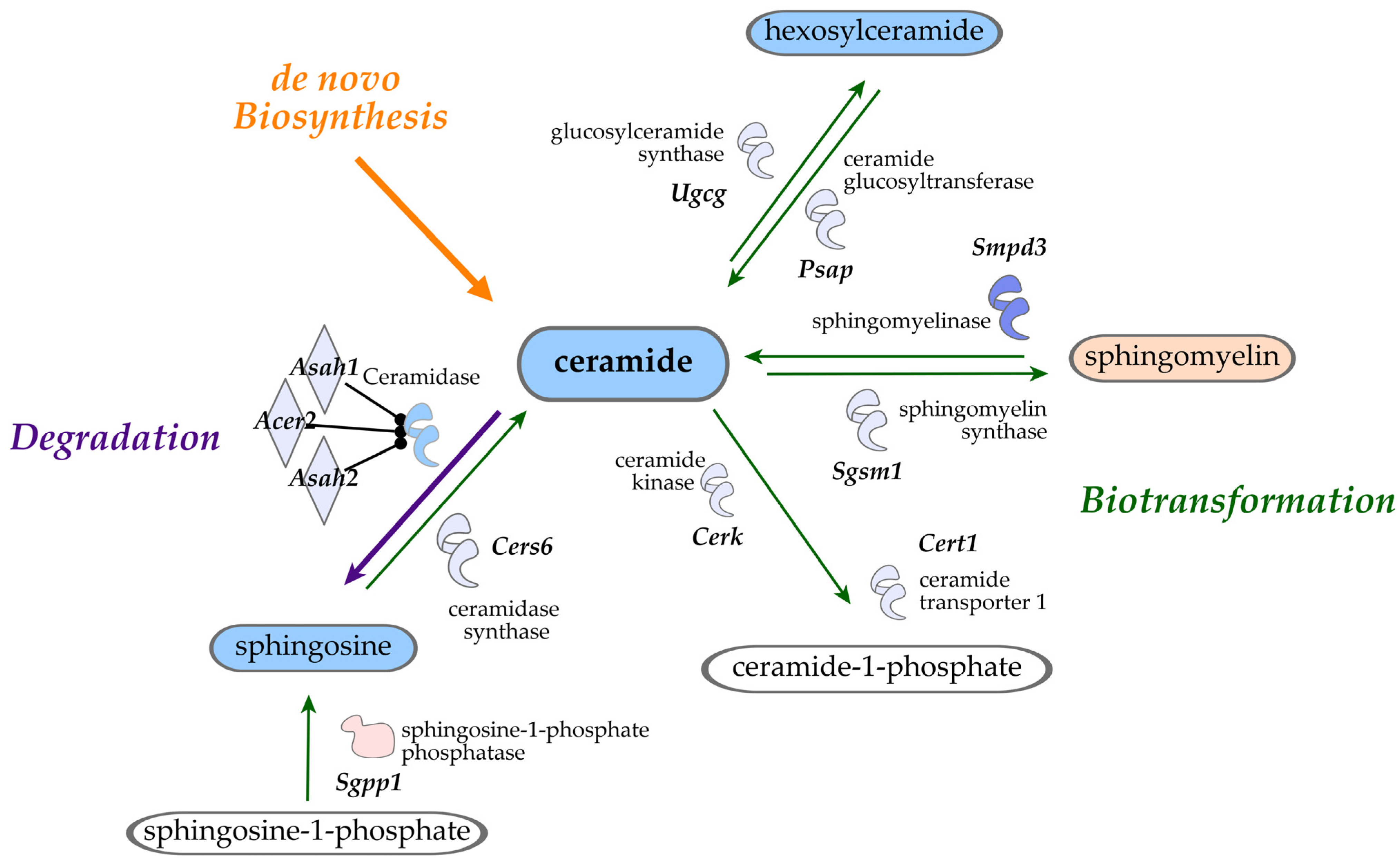 Nutrients 16 03196 g008 Nutrients 16 03196 g008