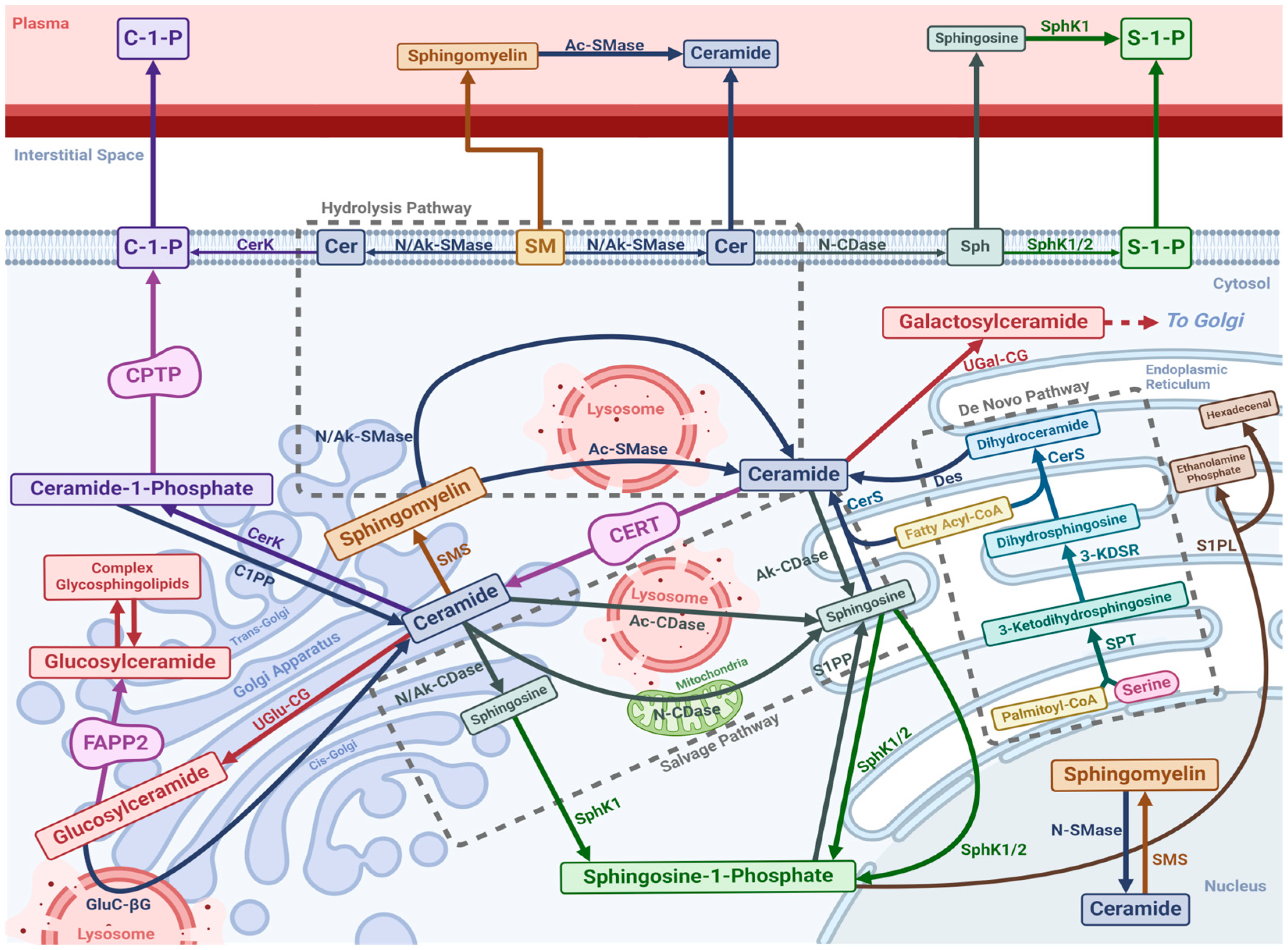 Nutrients 16 03296 g001 Nutrients 16 03296 g001