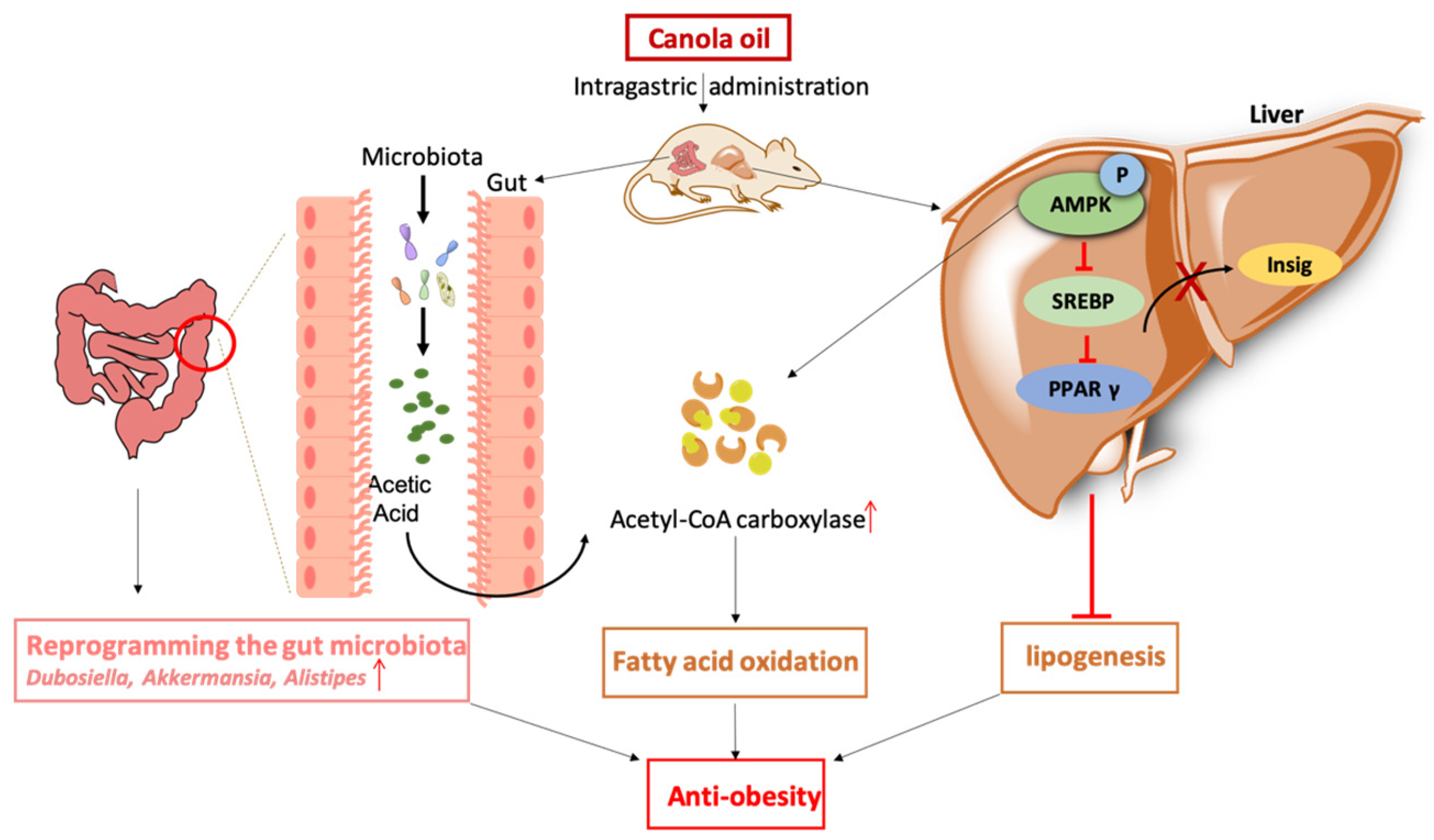 Nutrients 16 03379 g010