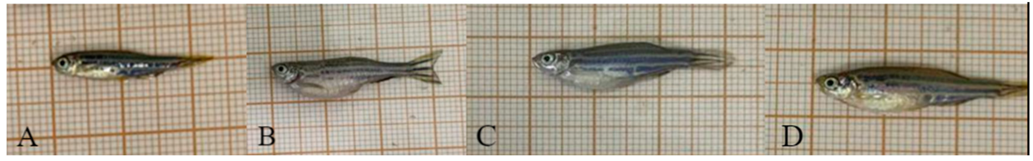 Nutrients 16 03398 g005