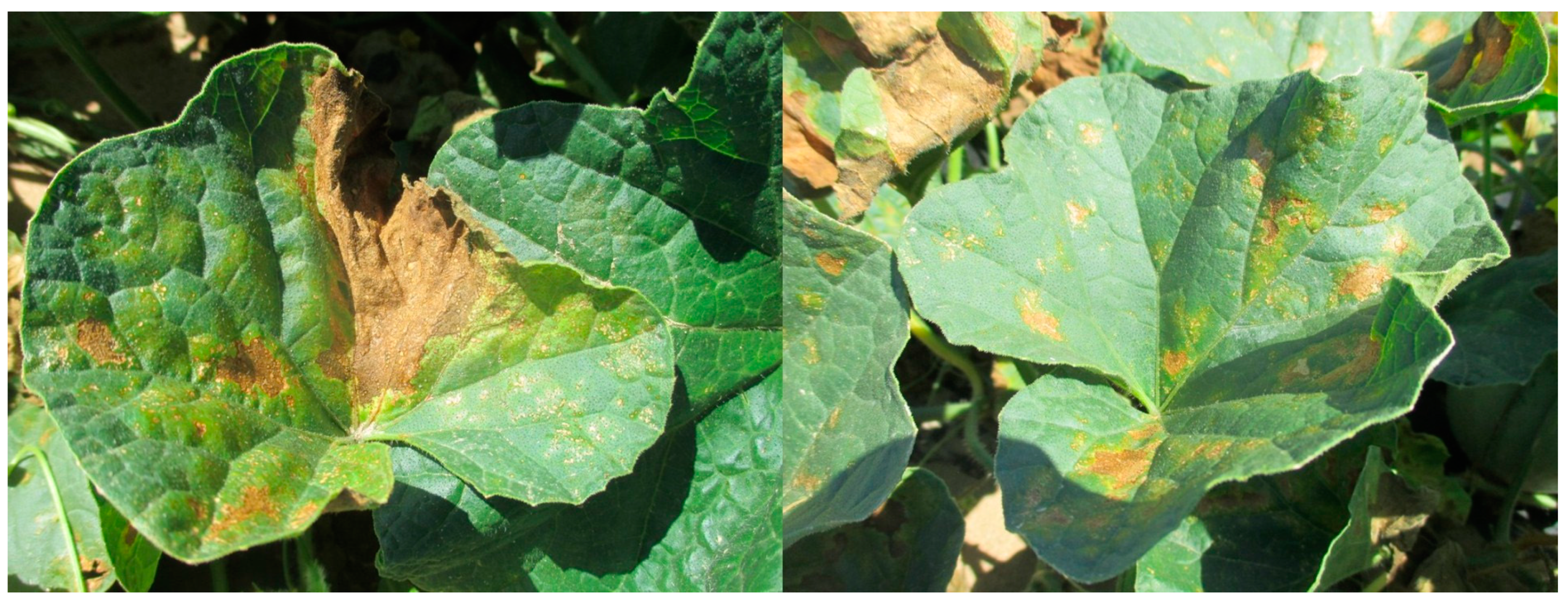 Nutrients 16 03455 g003