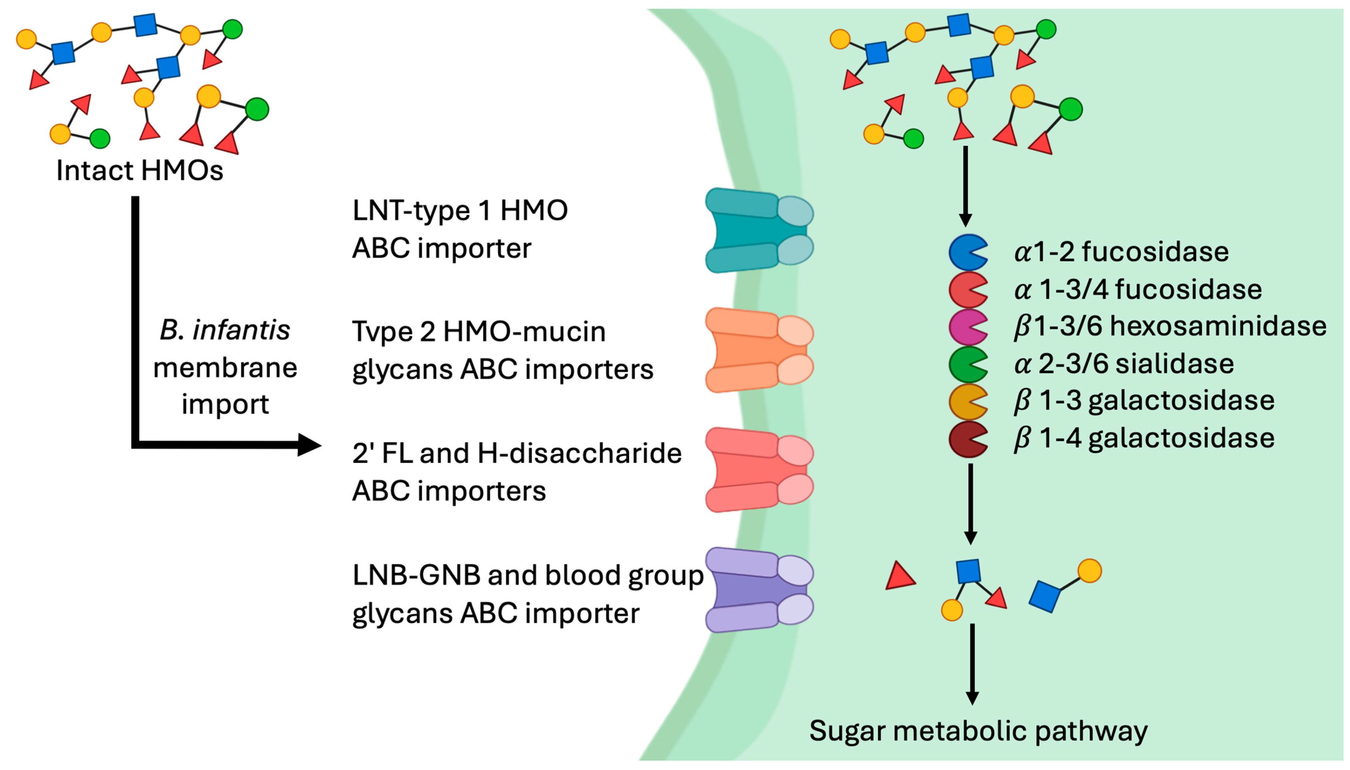 Nutrients 16 03510 g002 Nutrients 16 03510 g002