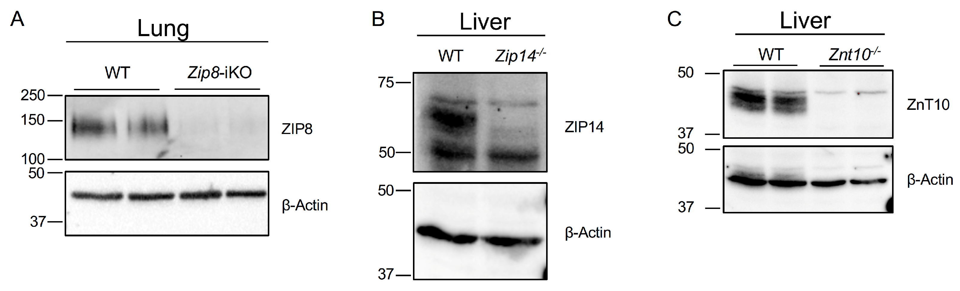 Nutrients 16 03575 g001