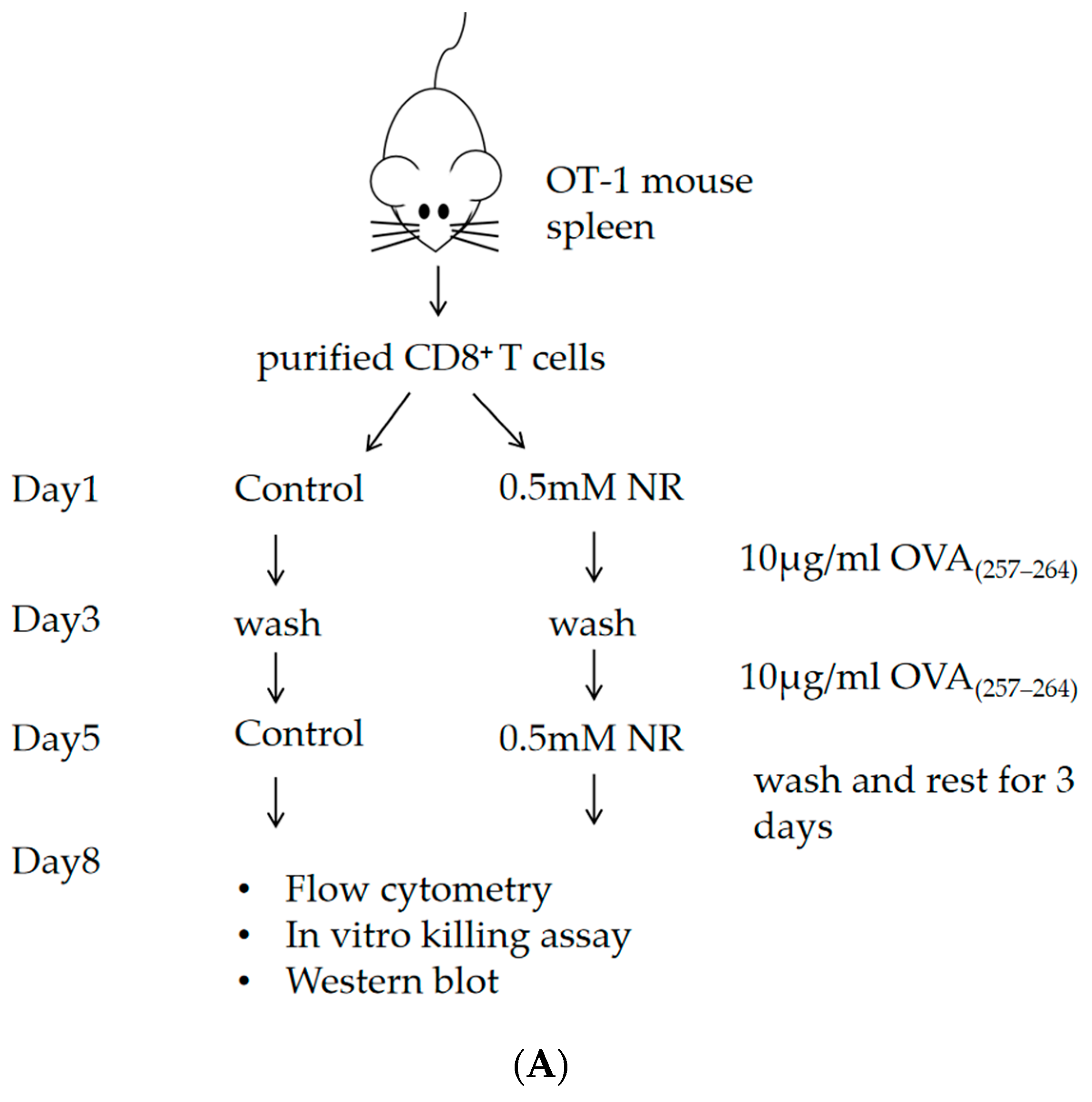 Nutrients 16 03577 g001a