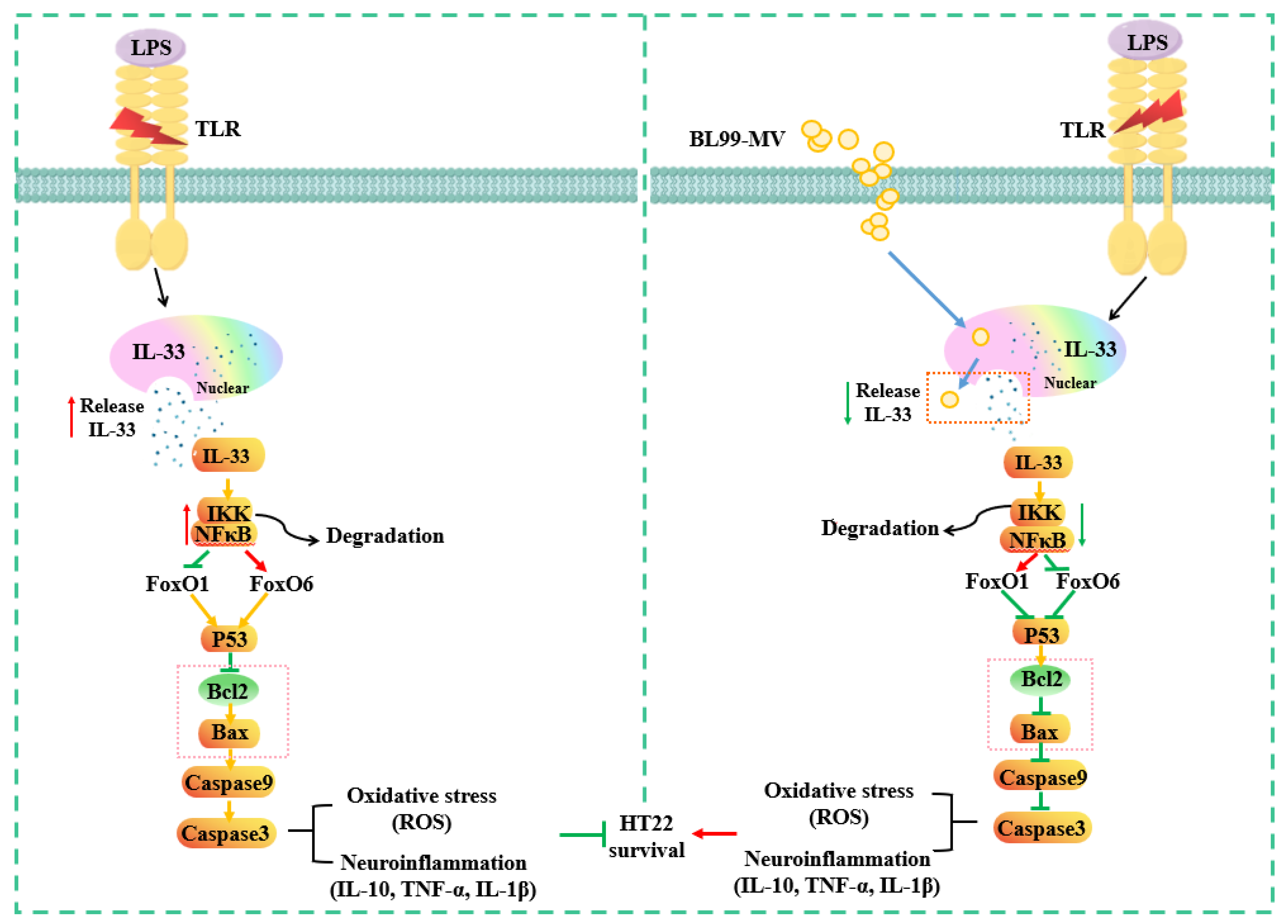 Nutrients 16 03586 g009