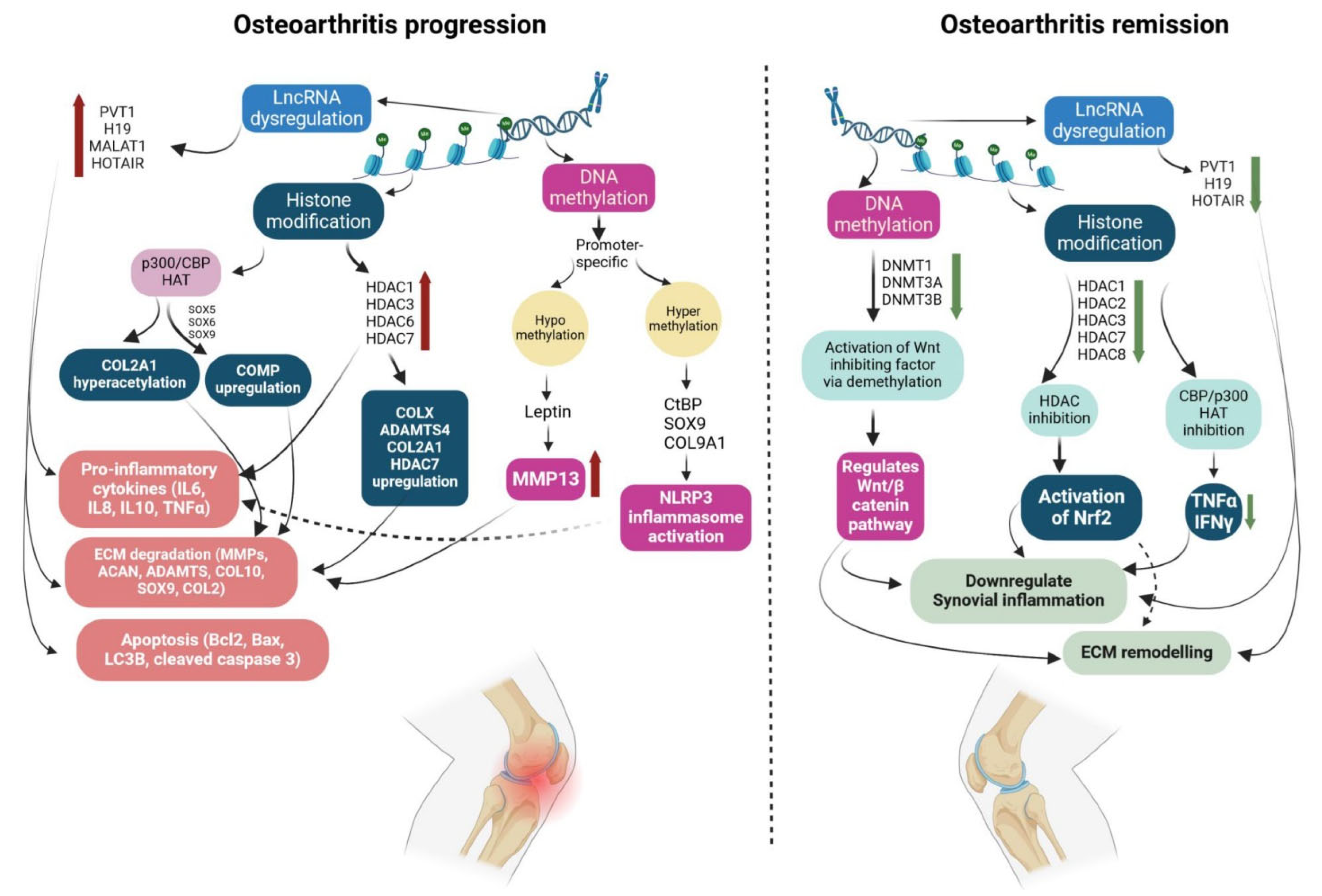 Nutrients 16 03587 g002 Nutrients 16 03587 g002