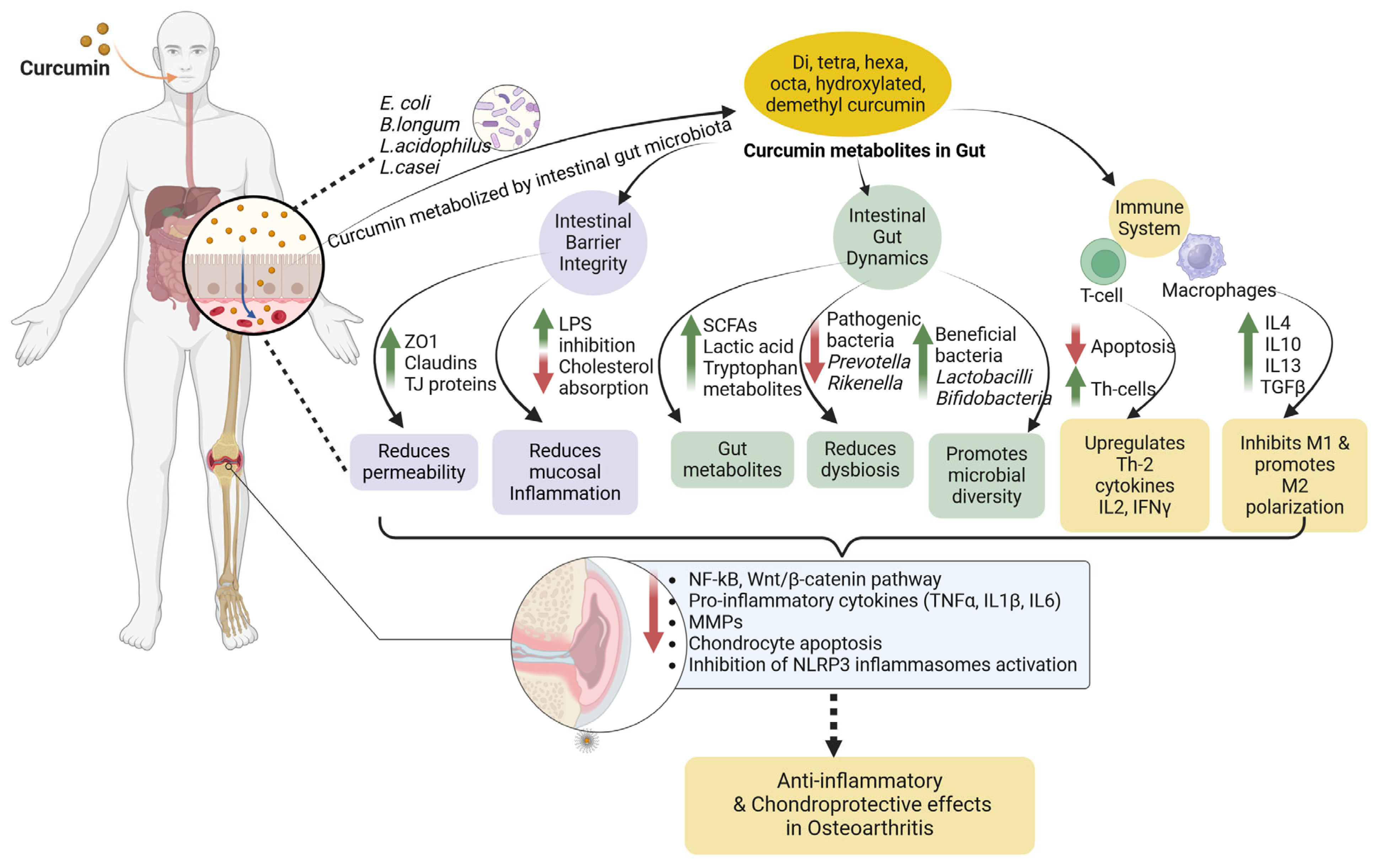 Nutrients 16 03587 g003 Nutrients 16 03587 g003