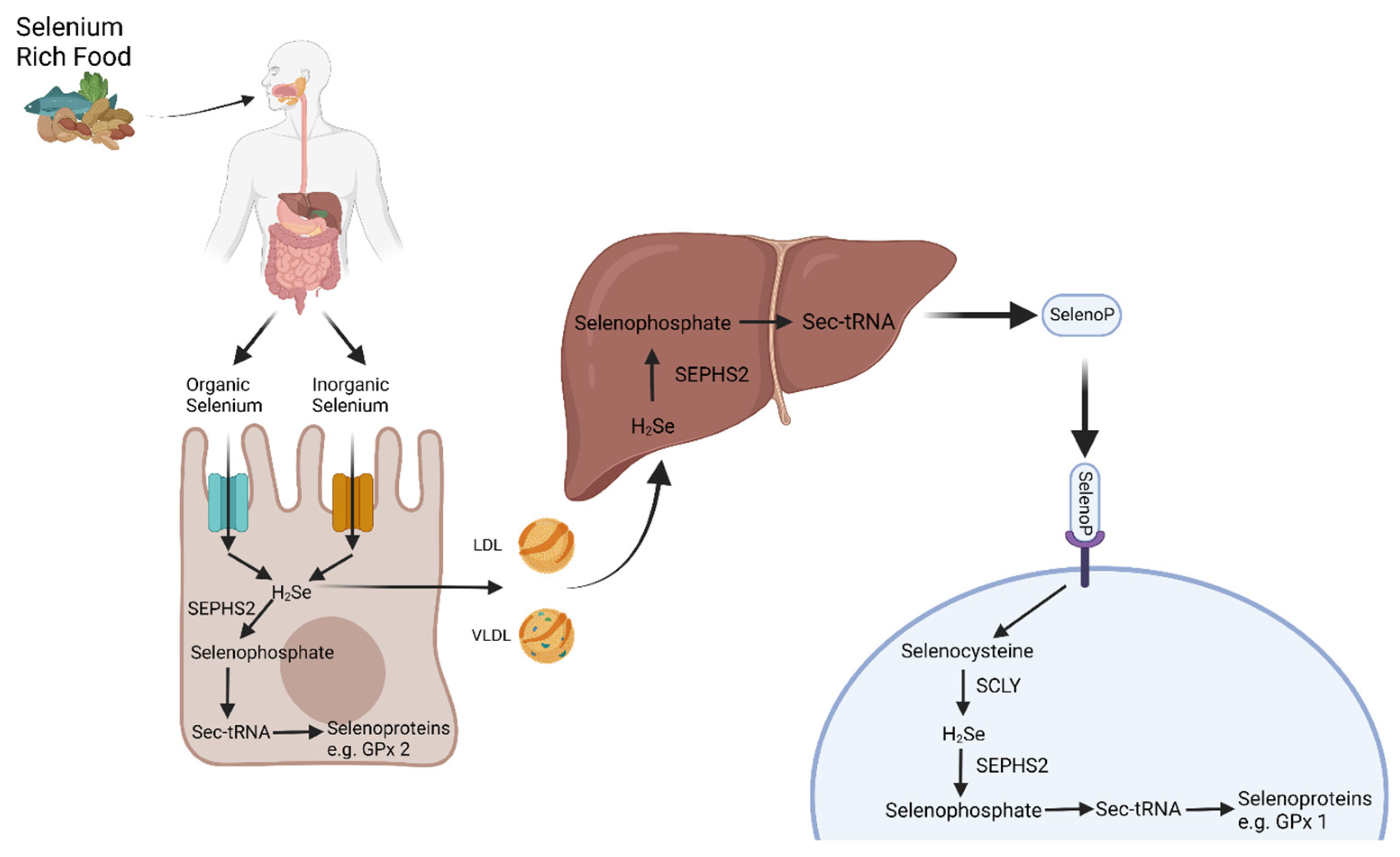 Nutrients 16 03620 g001