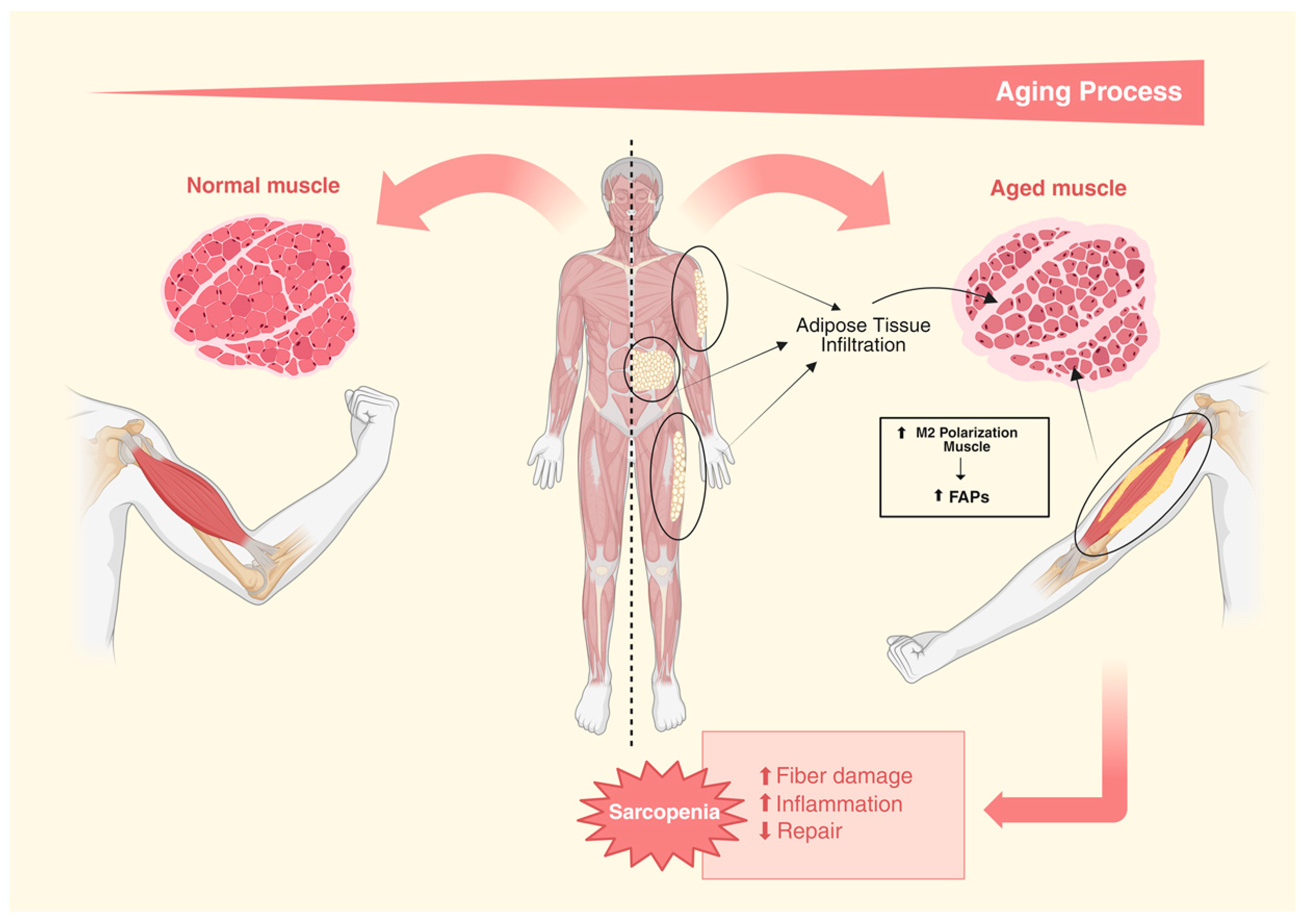 Nutrients 16 03621 g003