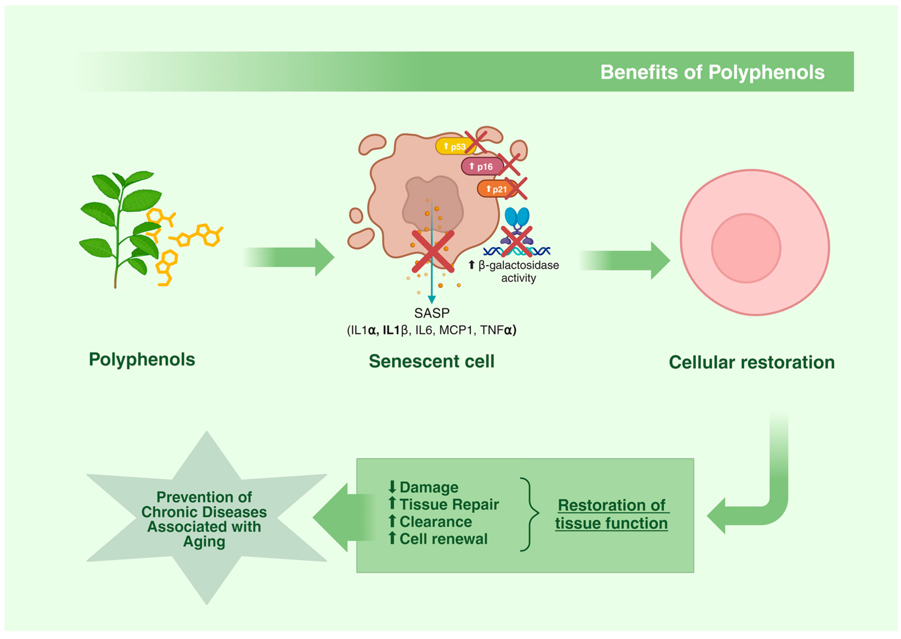 Nutrients 16 03621 g004