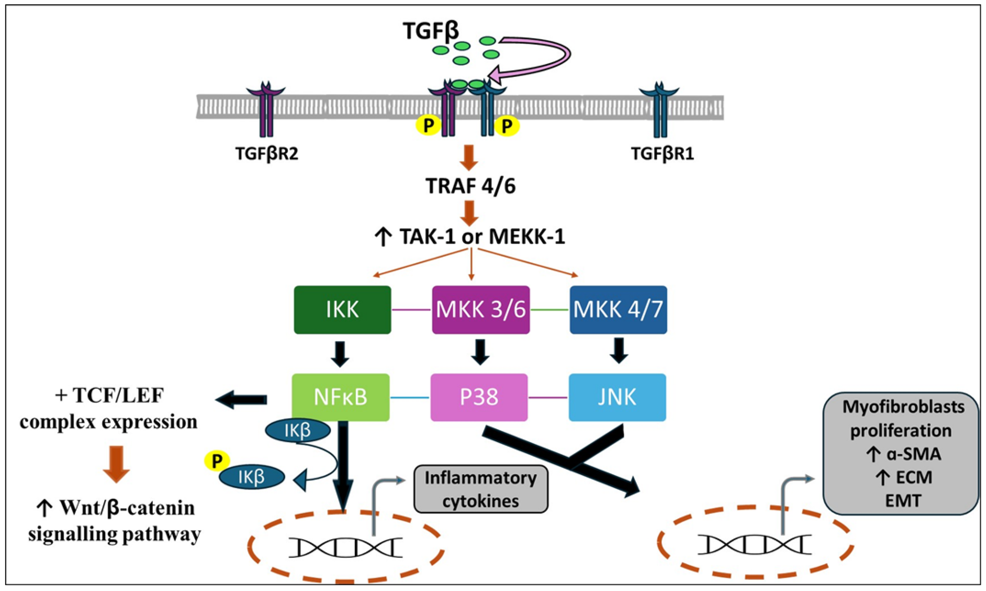 Nutrients 16 03633 g002 Nutrients 16 03633 g002