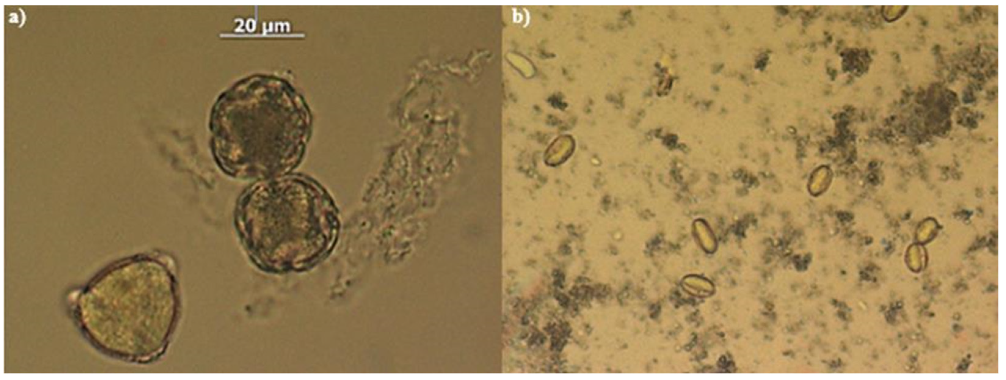 Nutrients 16 03647 g001