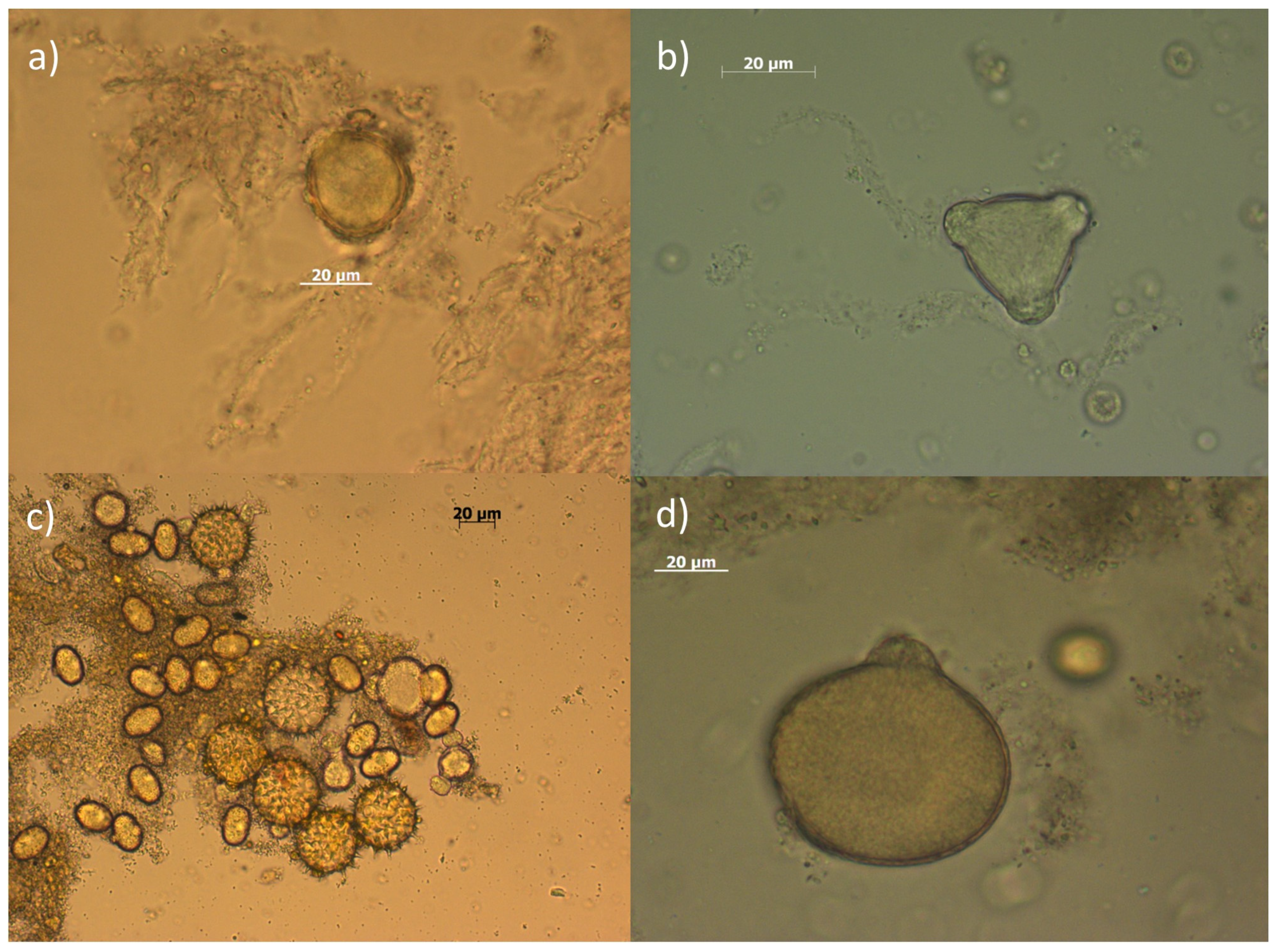 Nutrients 16 03647 g002