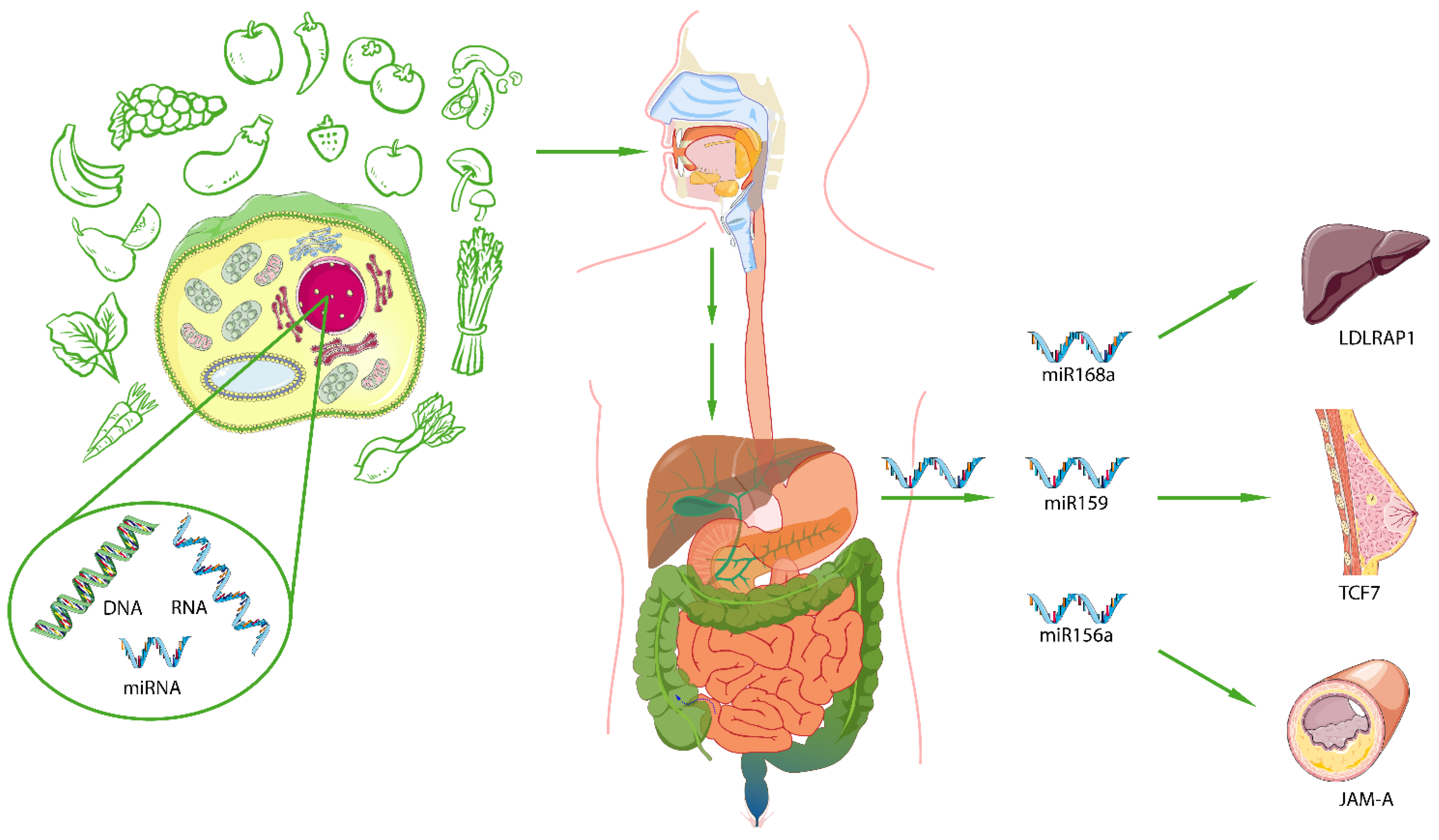 Nutrients 16 03658 g002