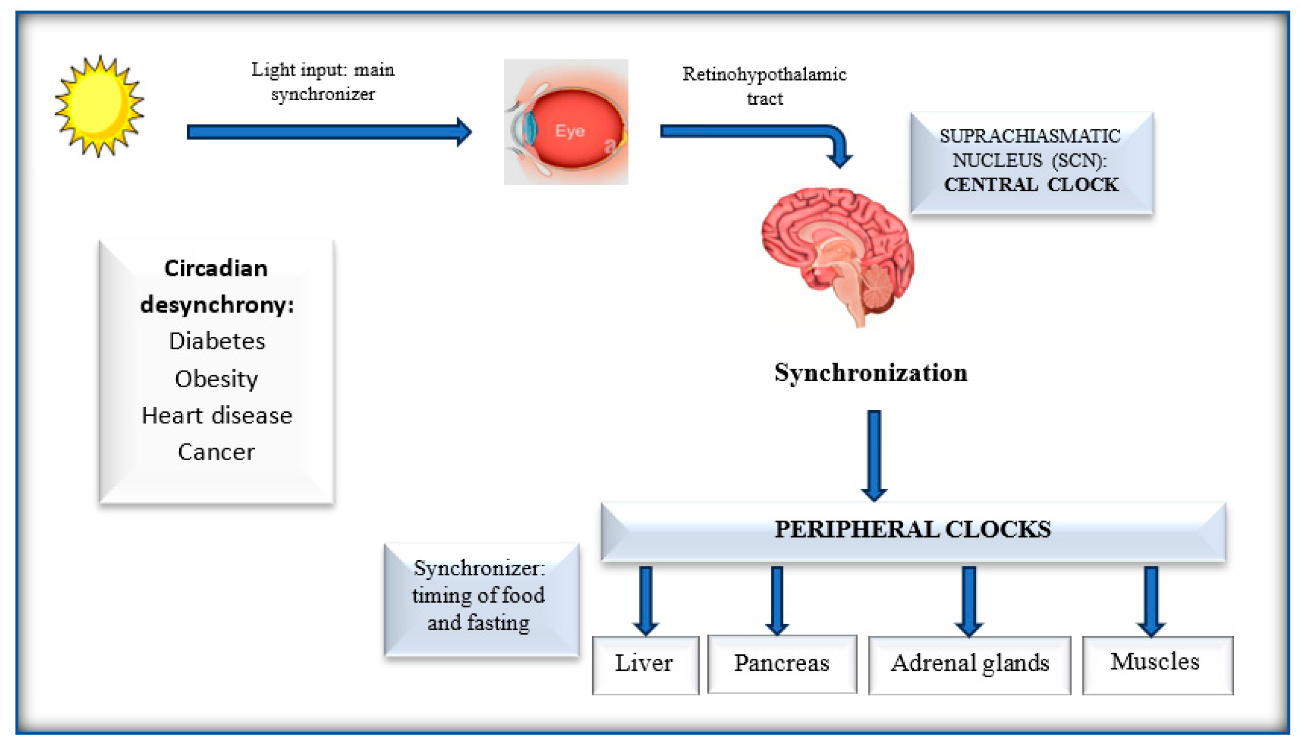 Nutrients 16 03700 g001