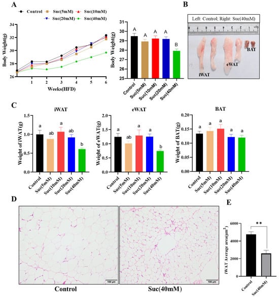 Nutrients 16 03828 g001