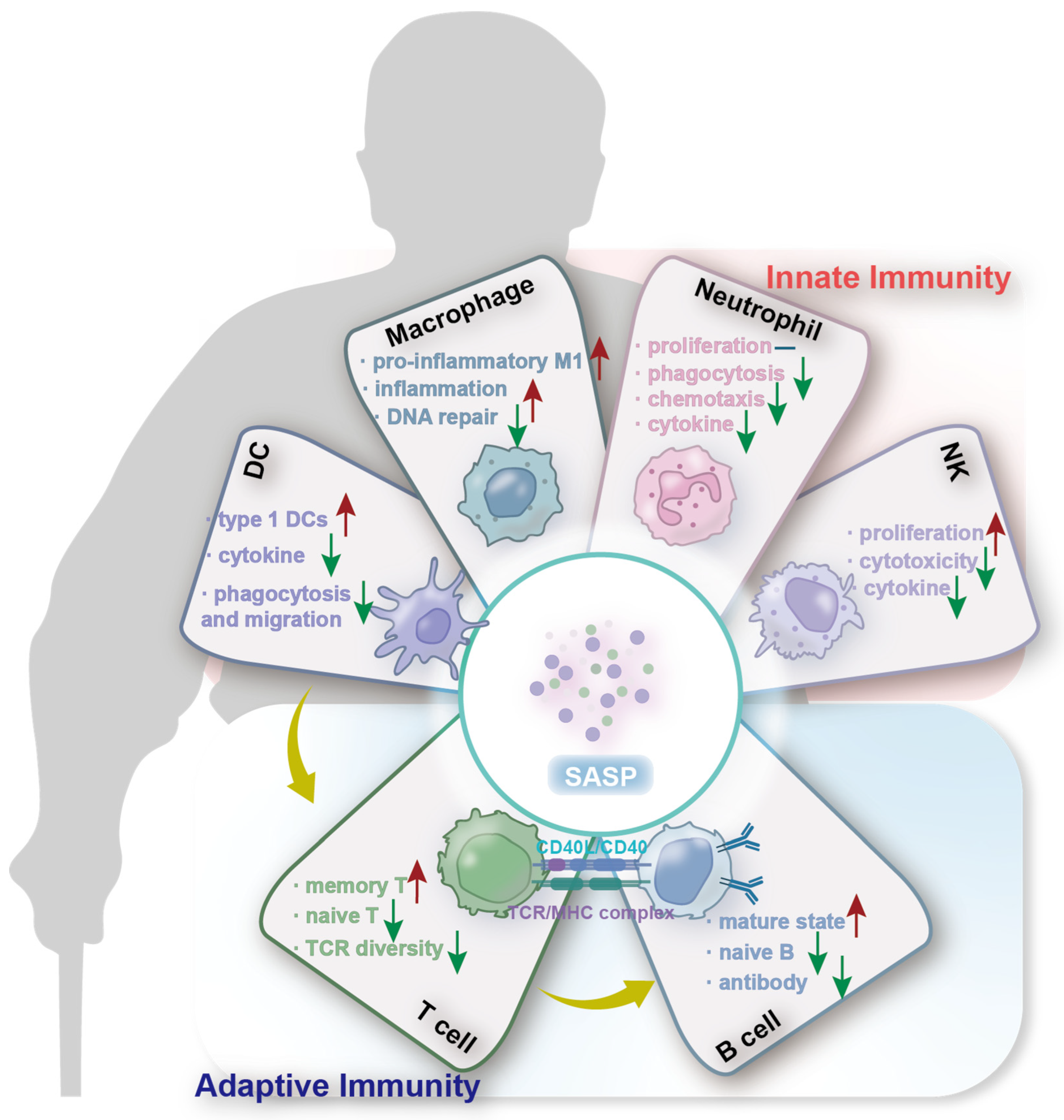 Nutrients 16 03830 g001