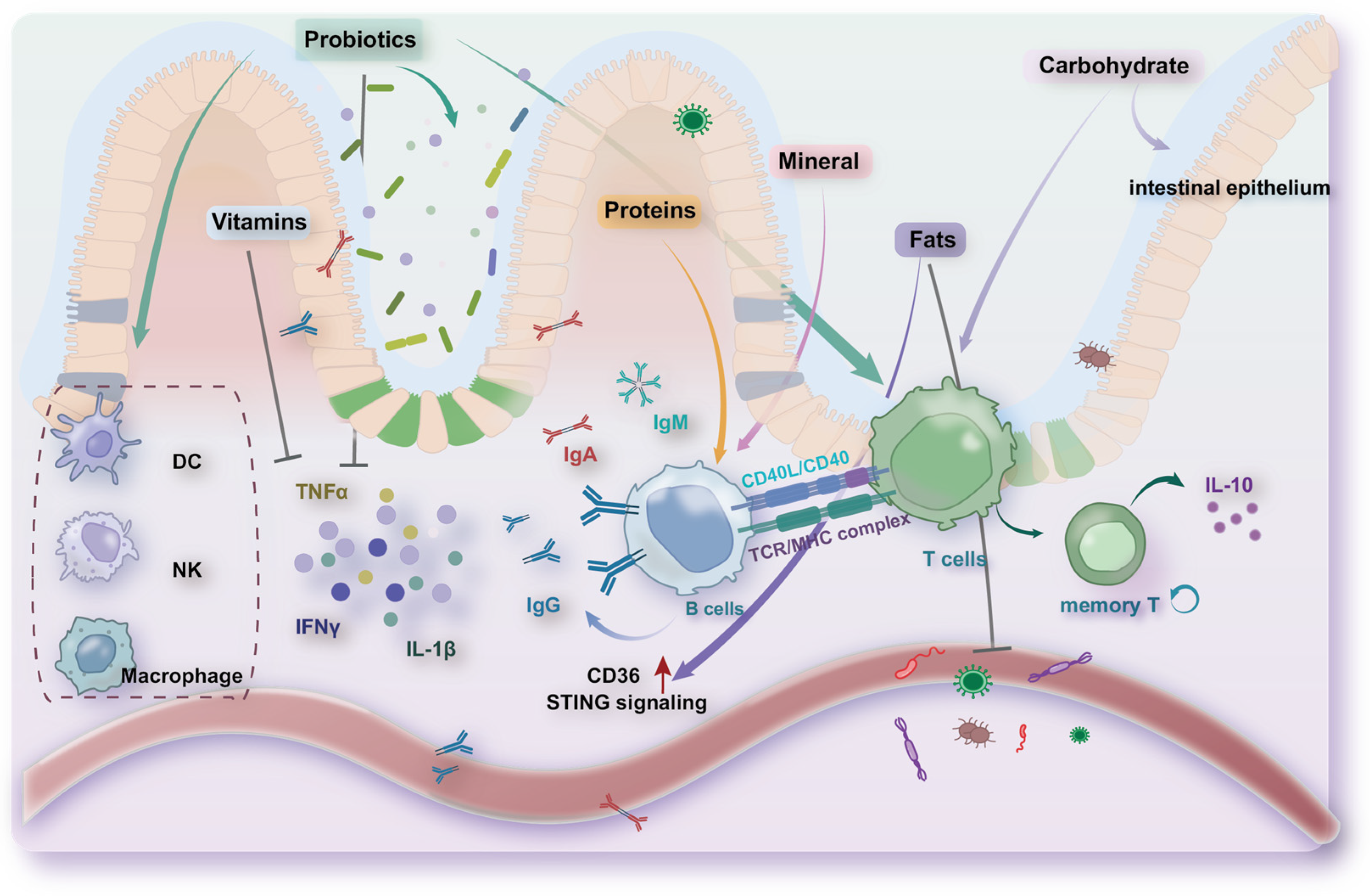 Nutrients 16 03830 g004