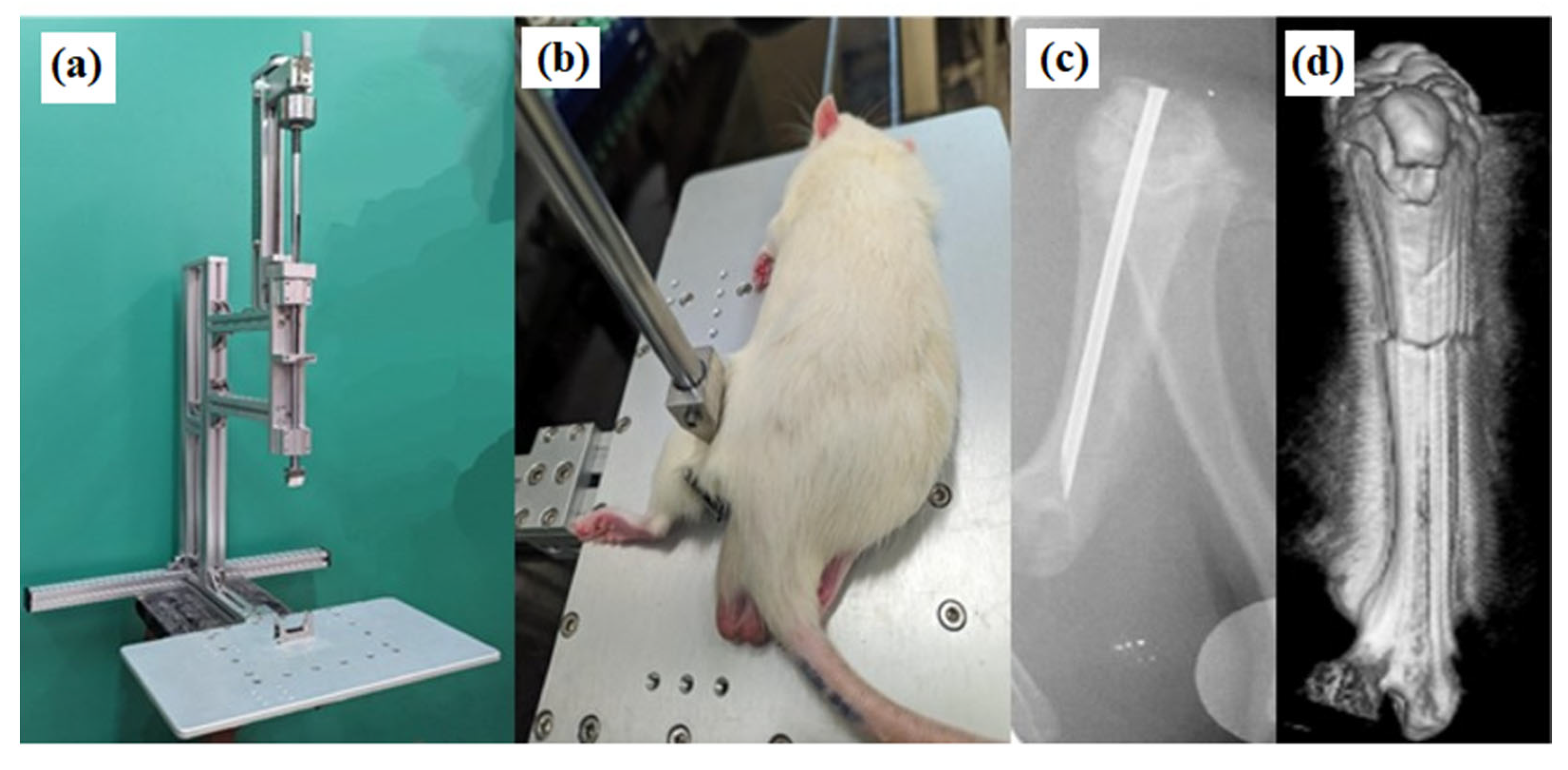 Nutrients 16 04089 g001