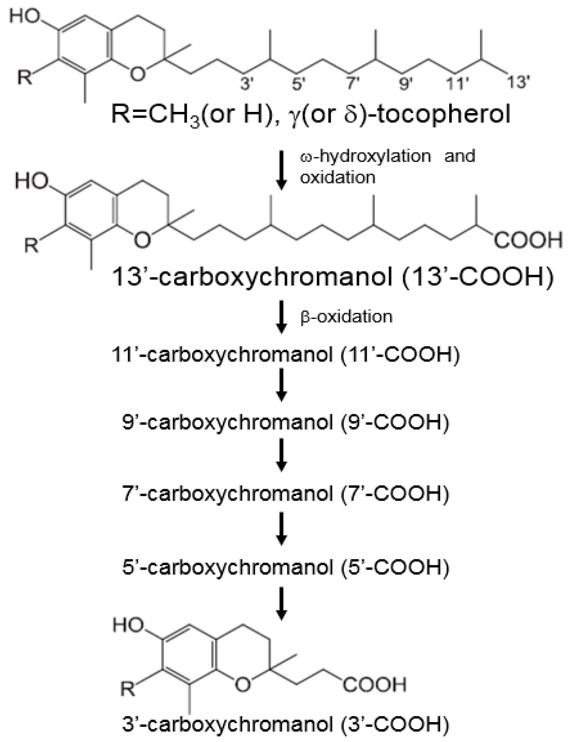 Nutrients 16 04115 g002