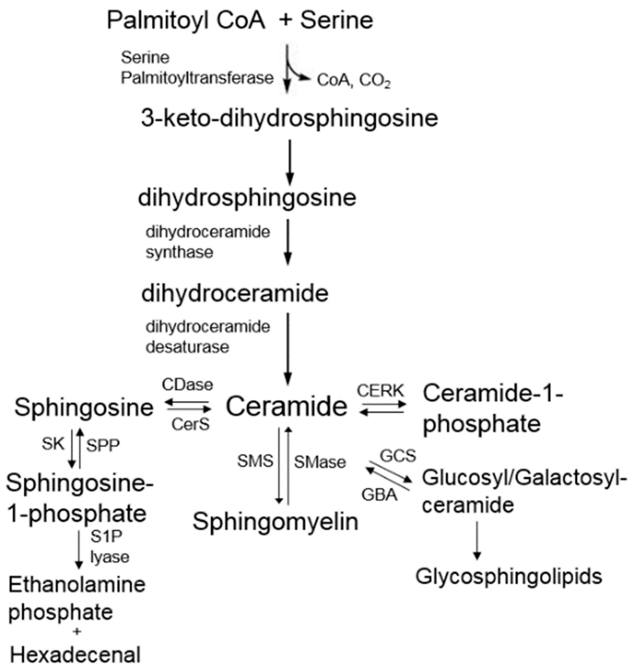 Nutrients 16 04115 g004