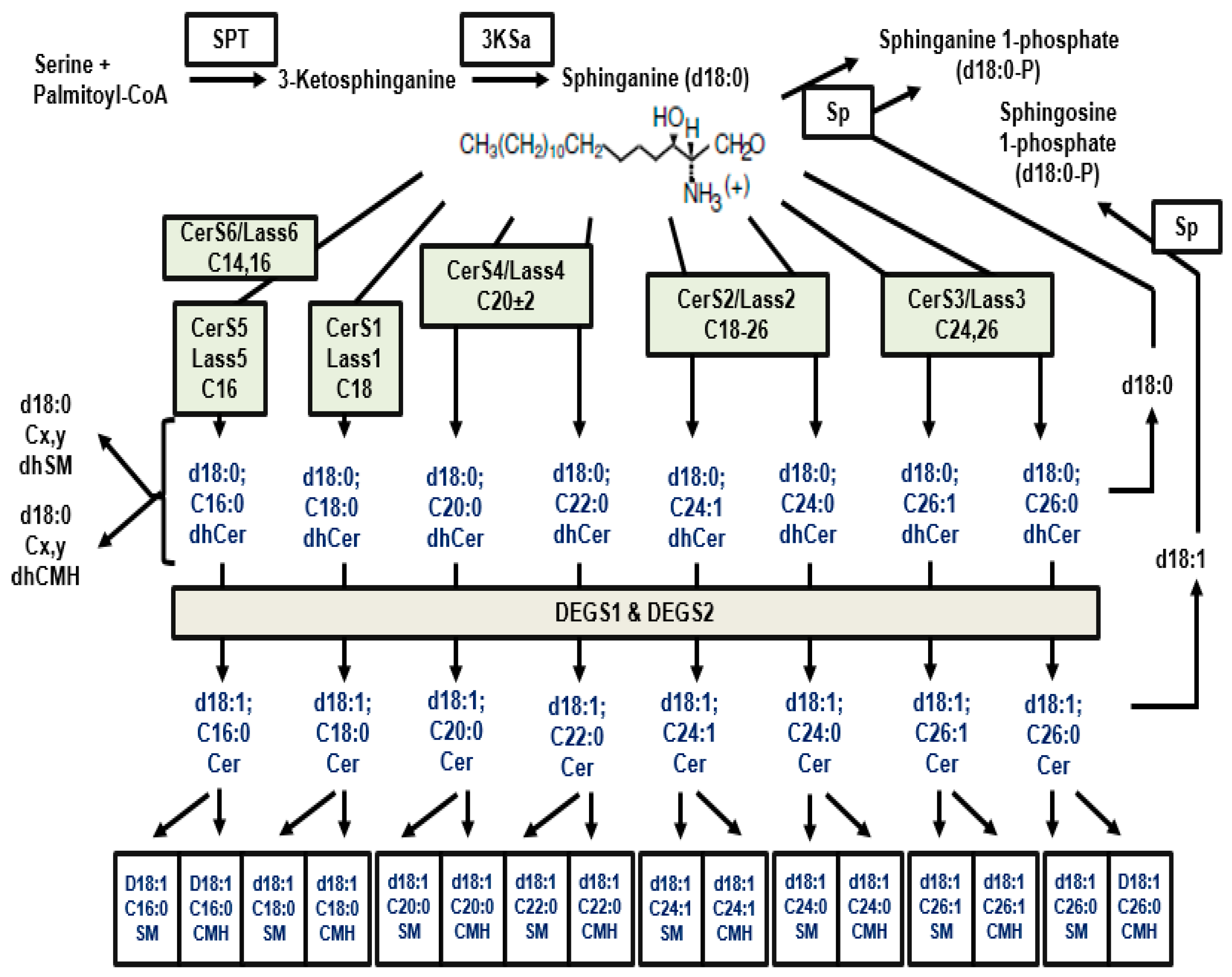 Nutrients 16 04115 g005