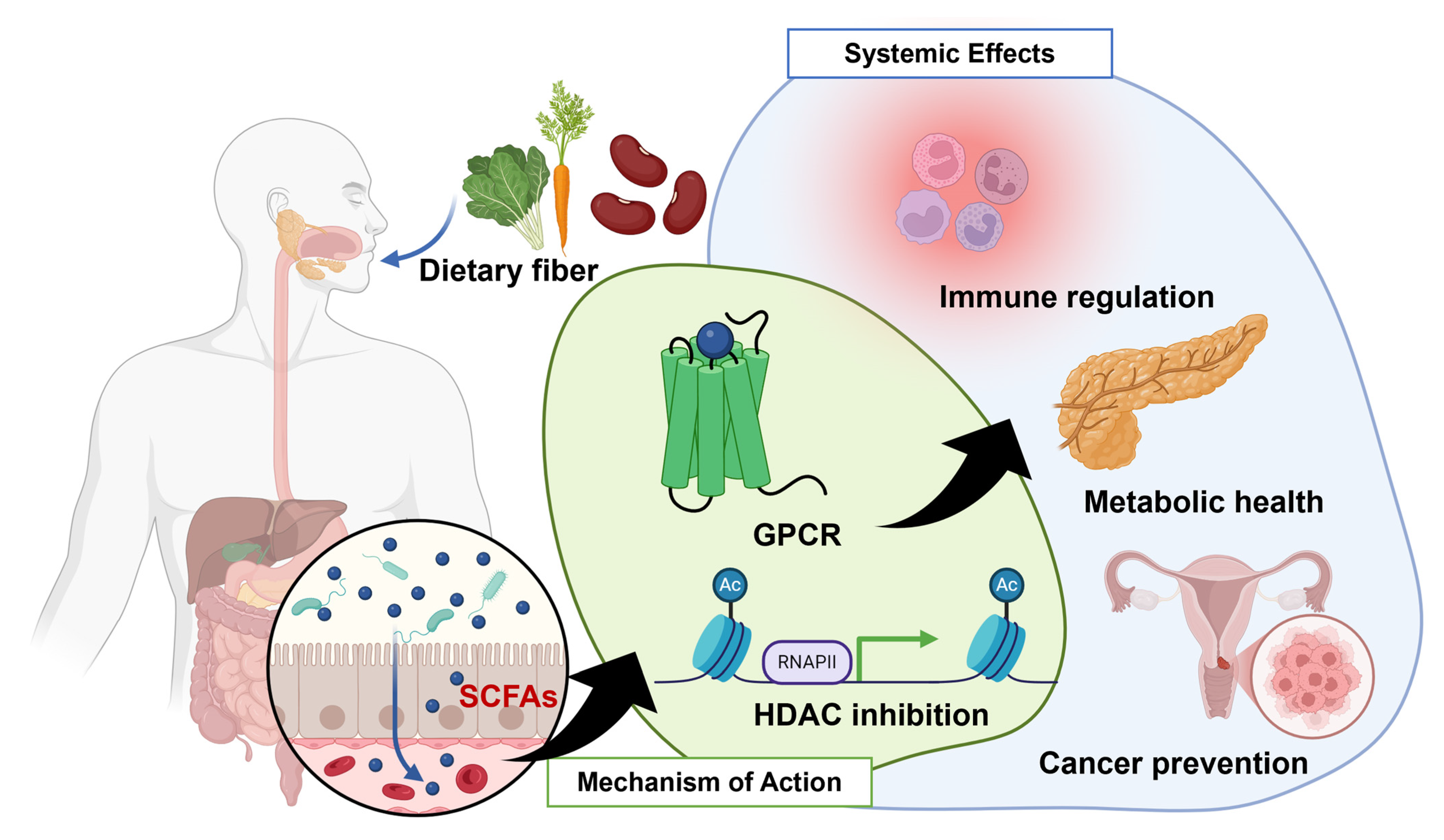 Nutrients 16 04196 g001