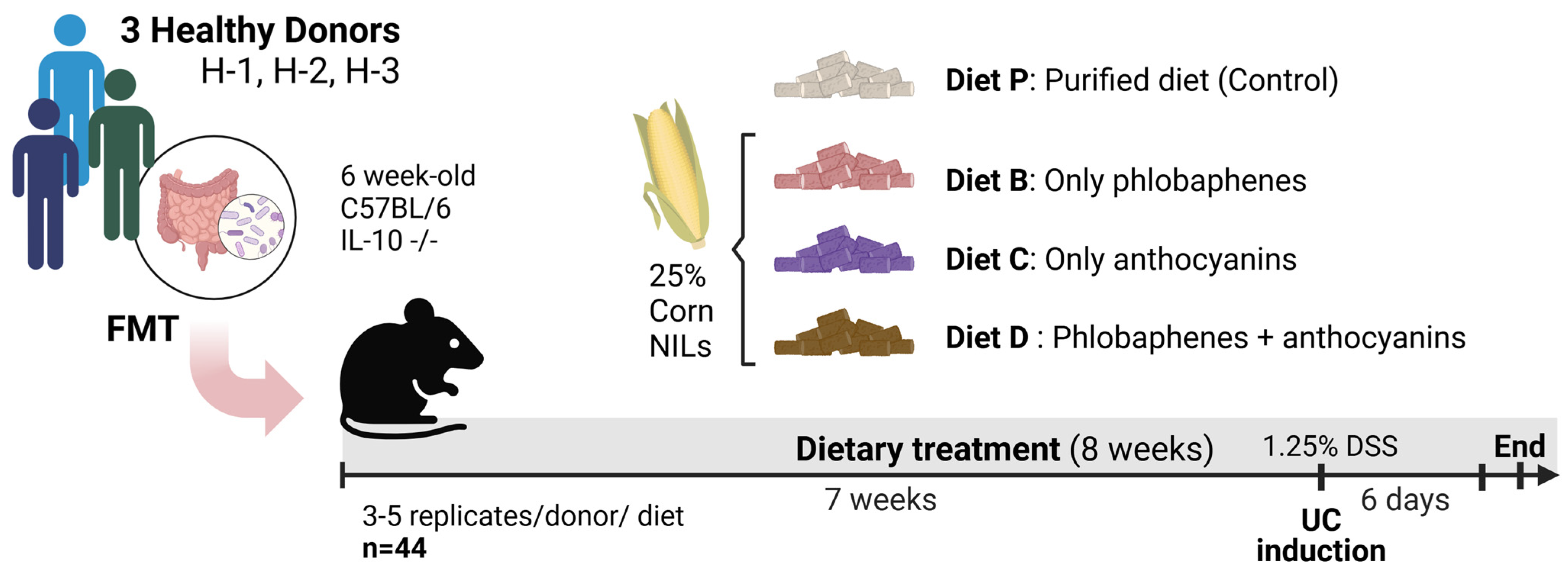 Nutrients 16 04232 g001