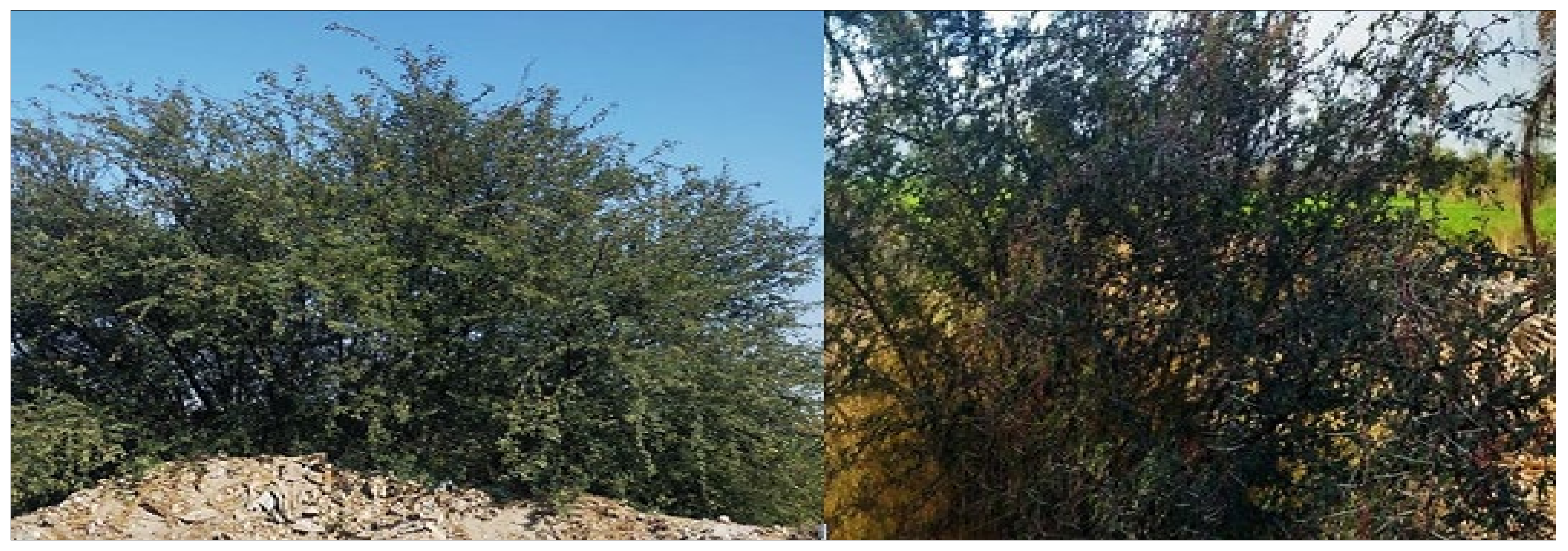 Nutrients 16 04278 g001