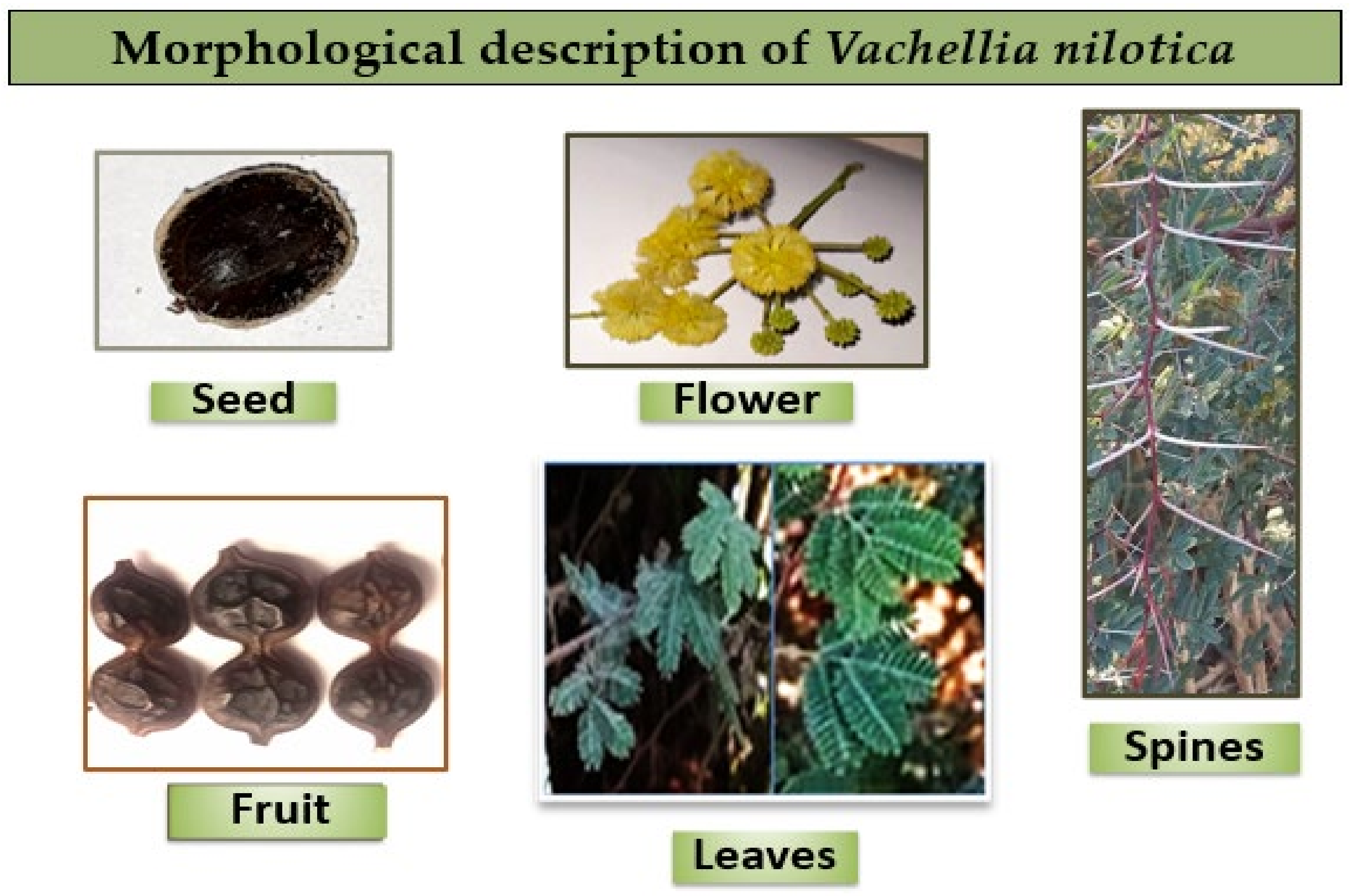 Nutrients 16 04278 g002