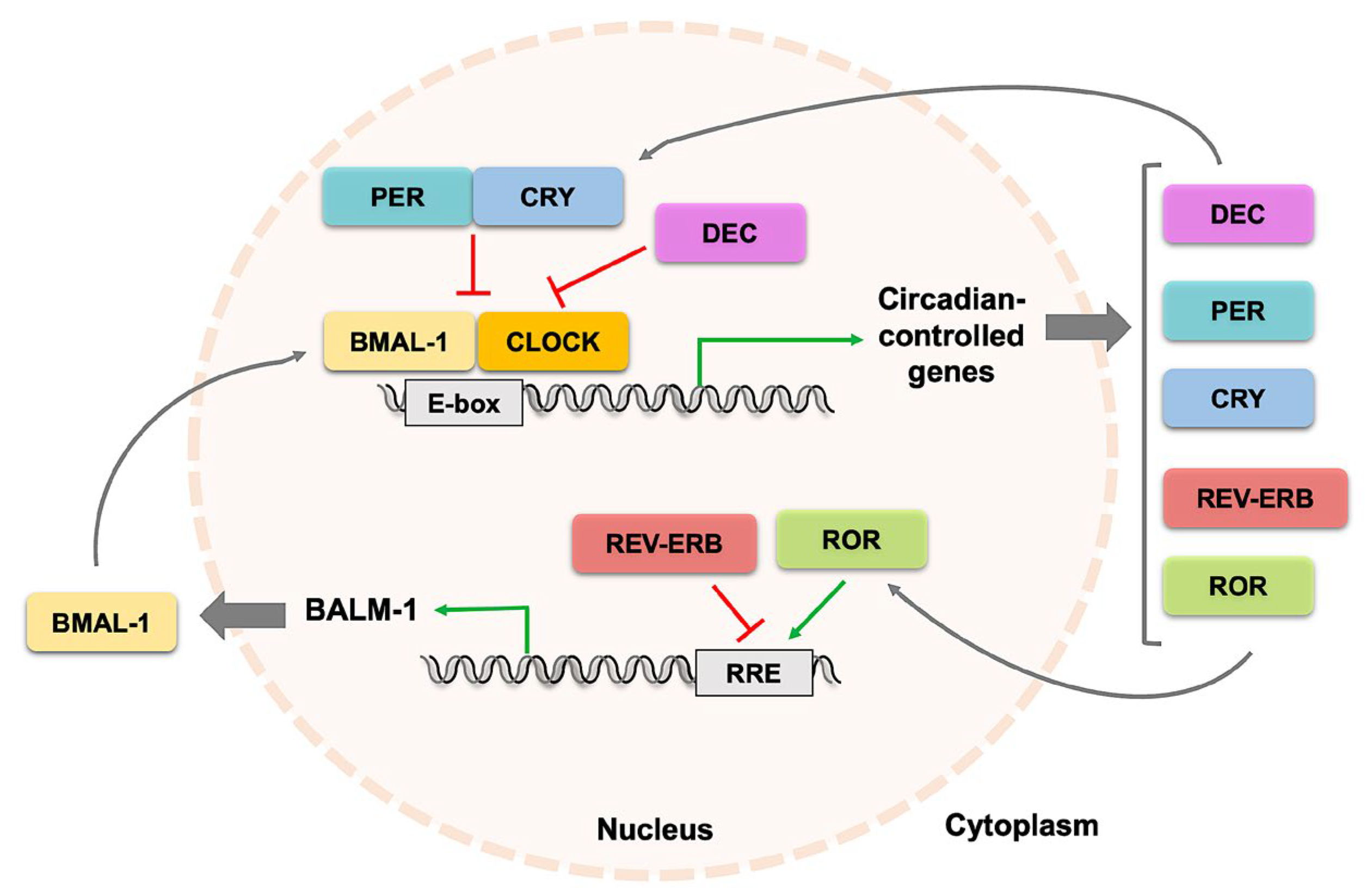 Nutrients 16 04294 g001