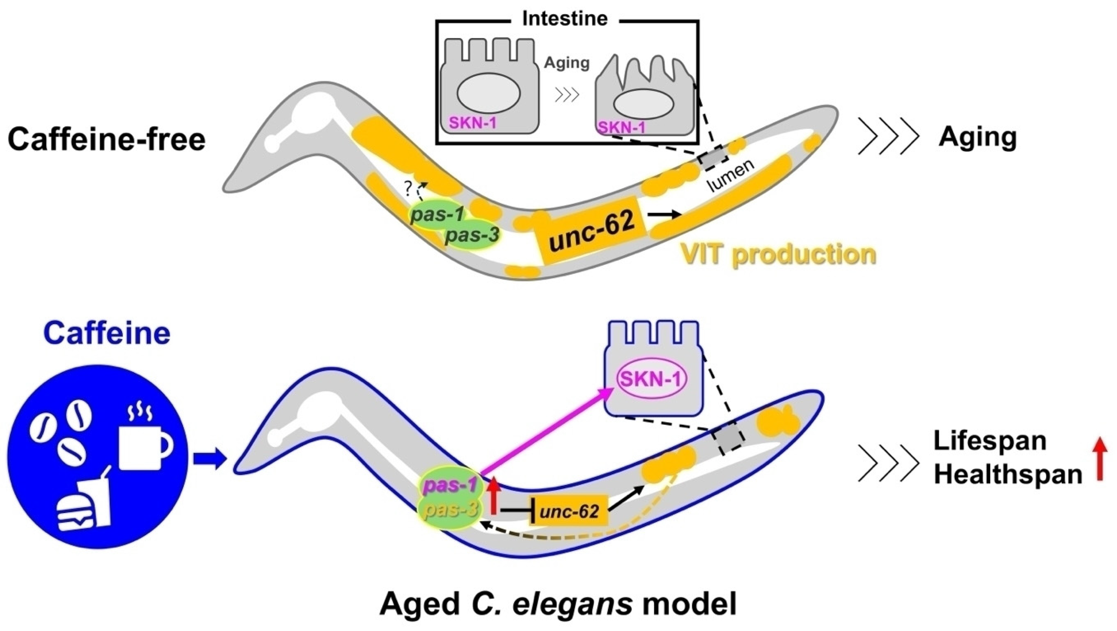 Nutrients 16 04298 g005