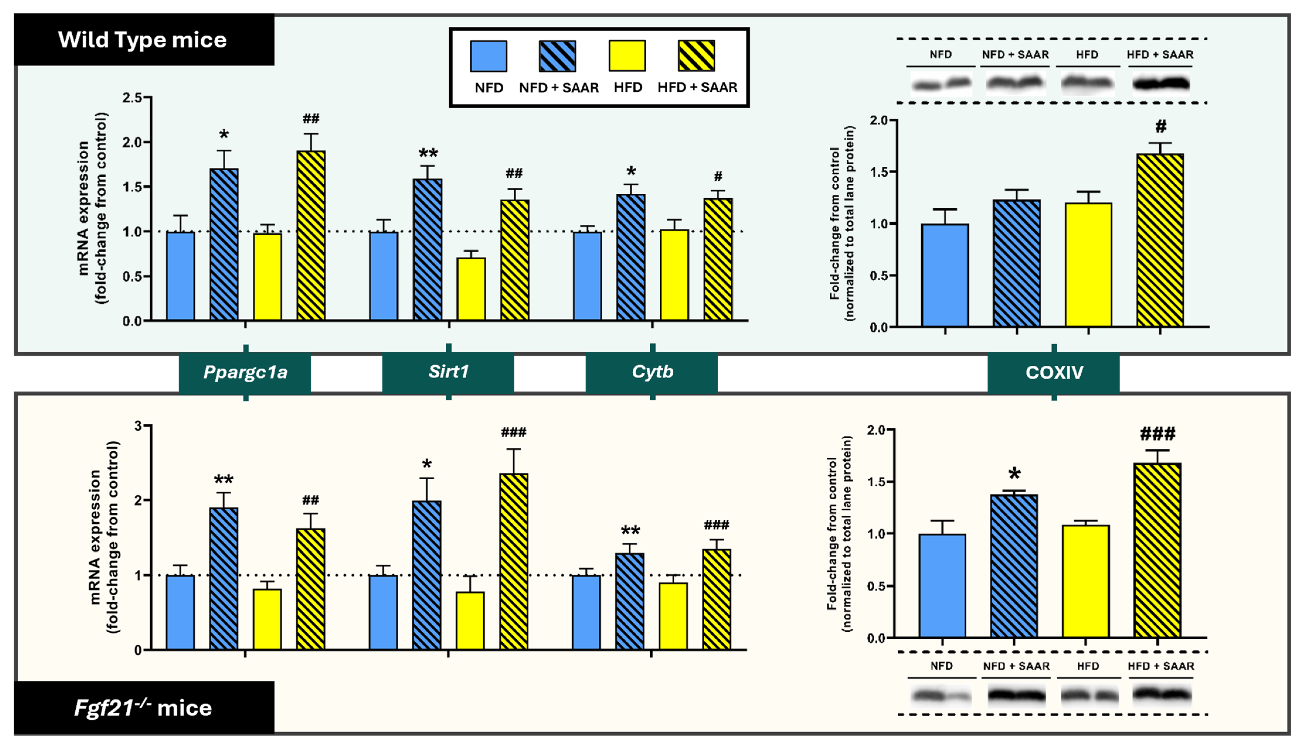 Nutrients 16 04347 g005 Nutrients 16 04347 g005