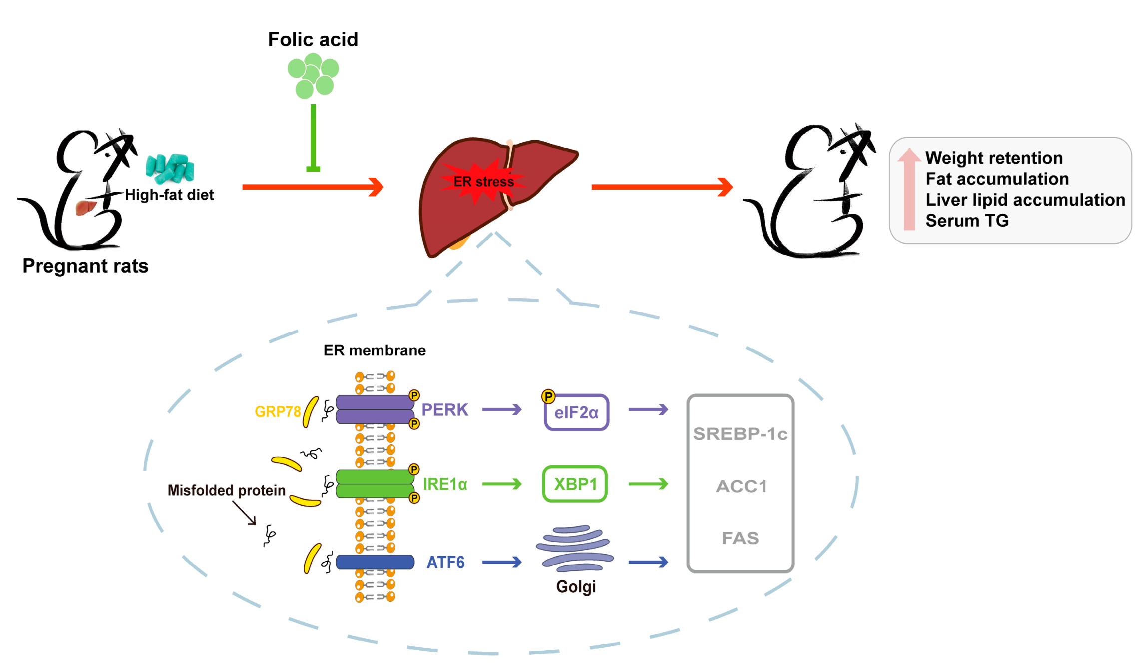 Nutrients 16 04377 g008