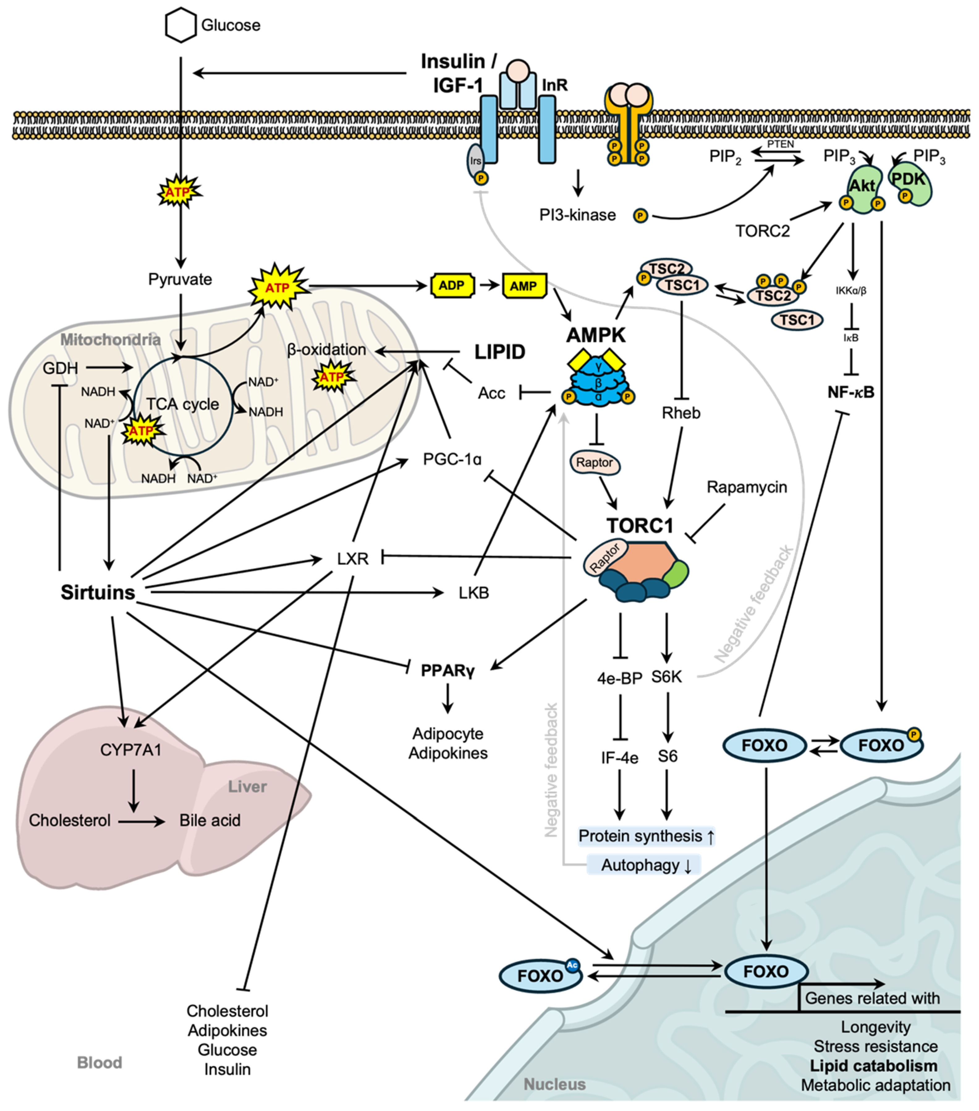 Nutrients 16 04424 g001