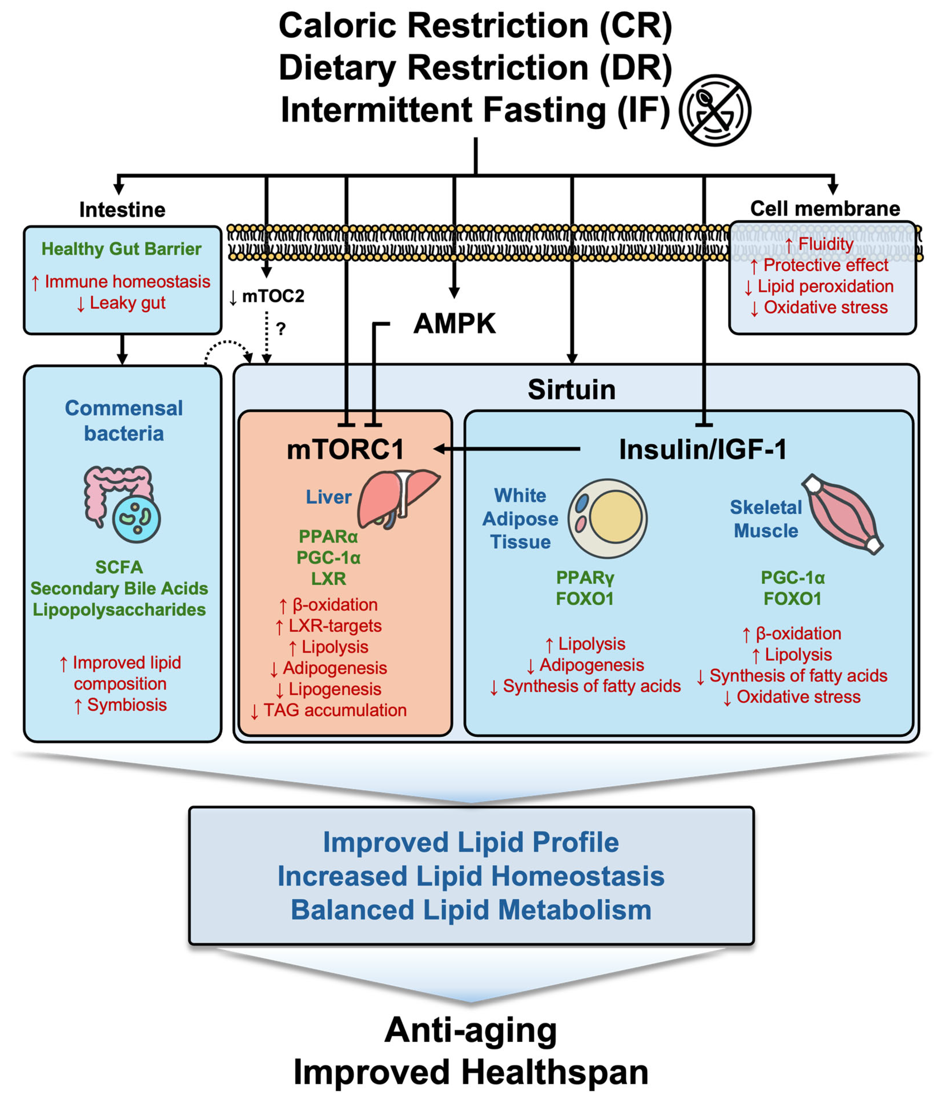 Nutrients 16 04424 g002