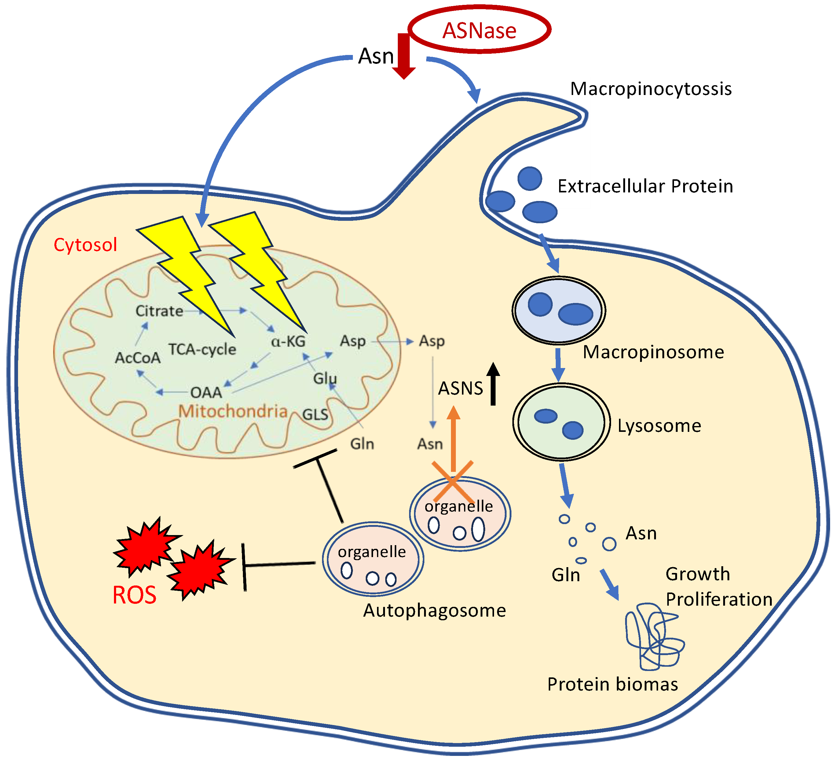 Nutrients 17 00179 g002 Nutrients 17 00179 g002