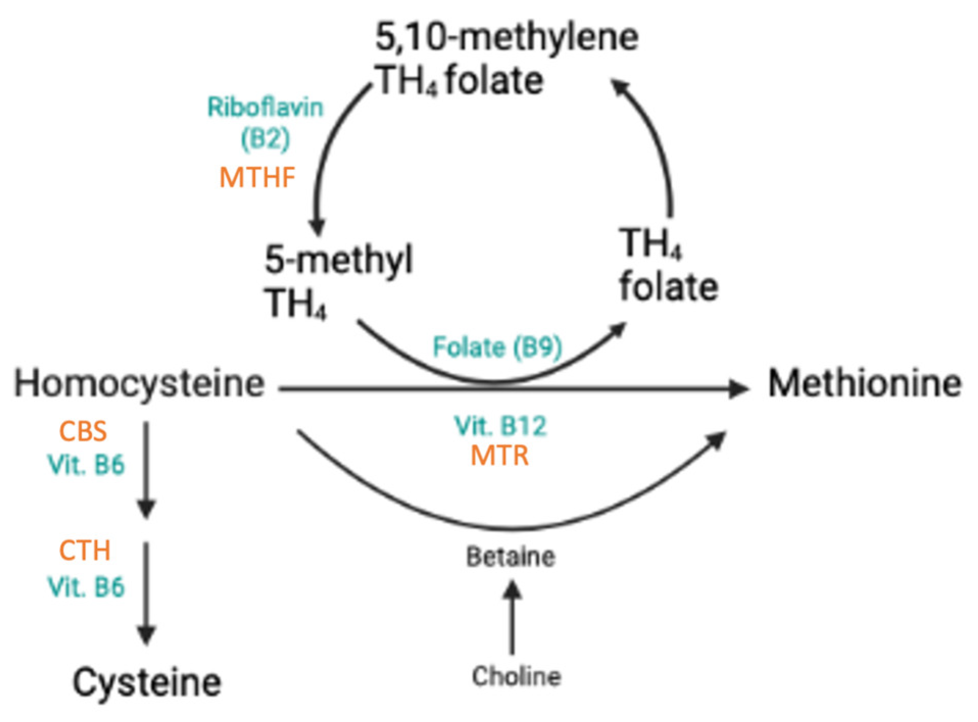 Nutrients 17 00242 g002