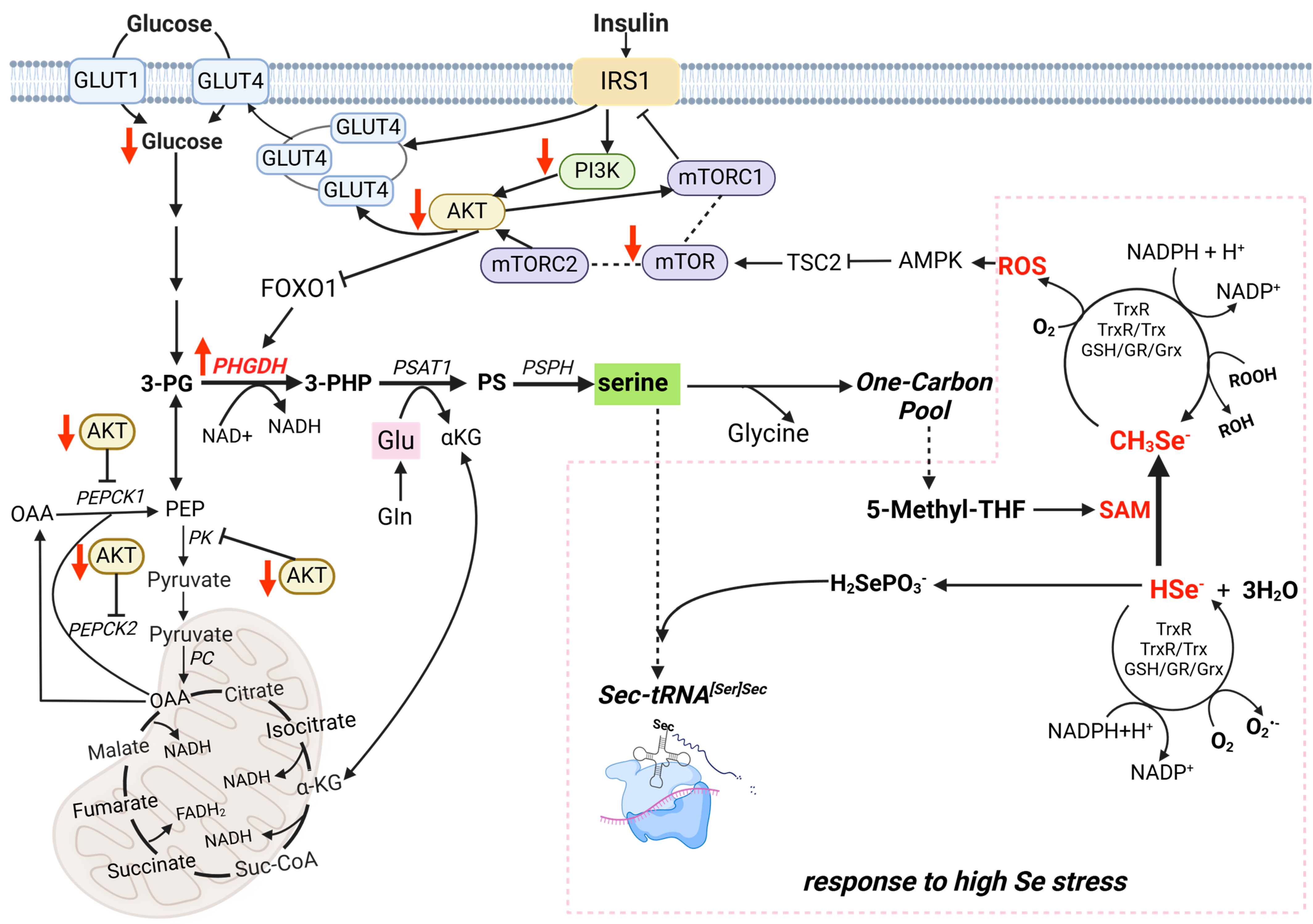Nutrients 17 00311 g011